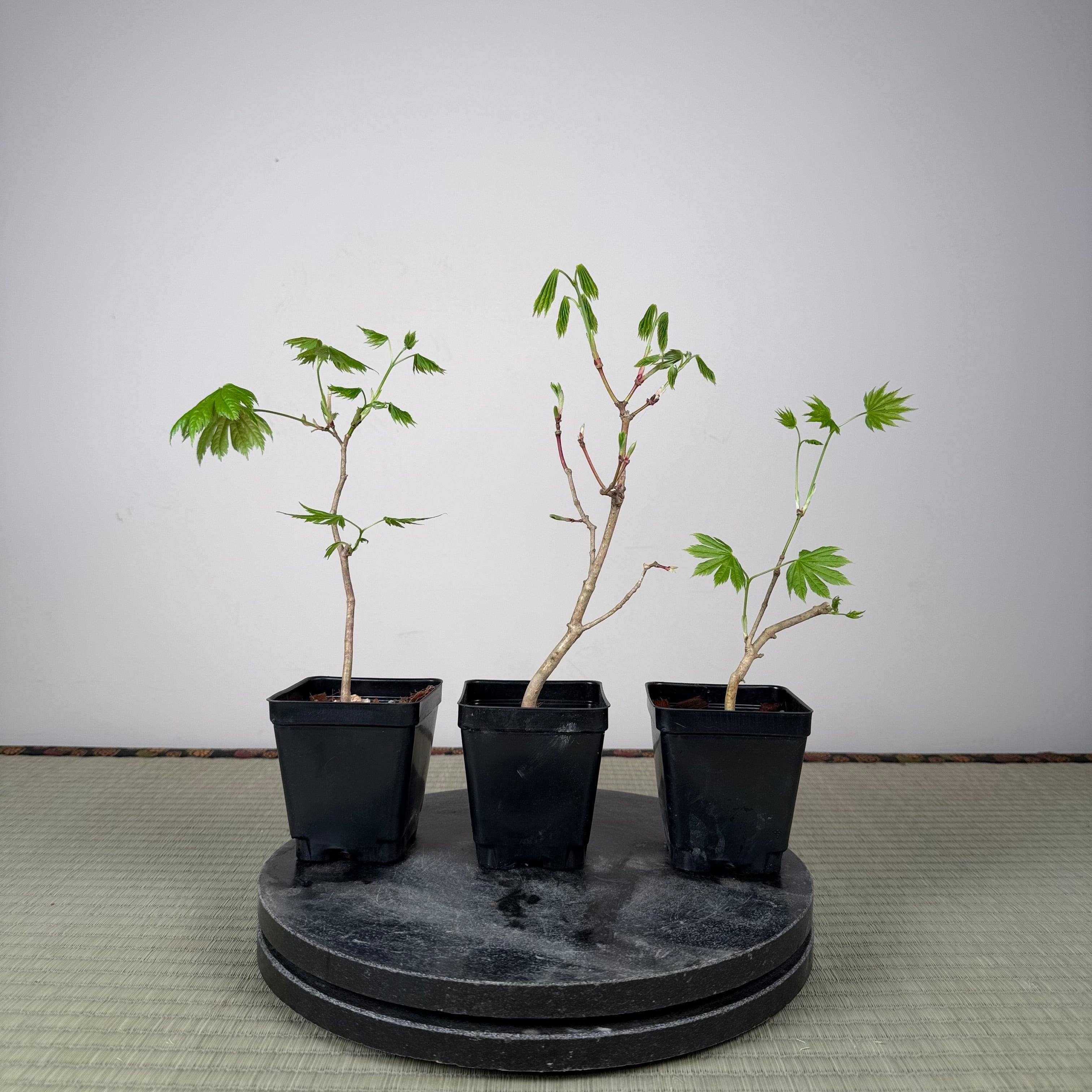 Acer tenuifolium 'Kohauchiwa' (5 units)