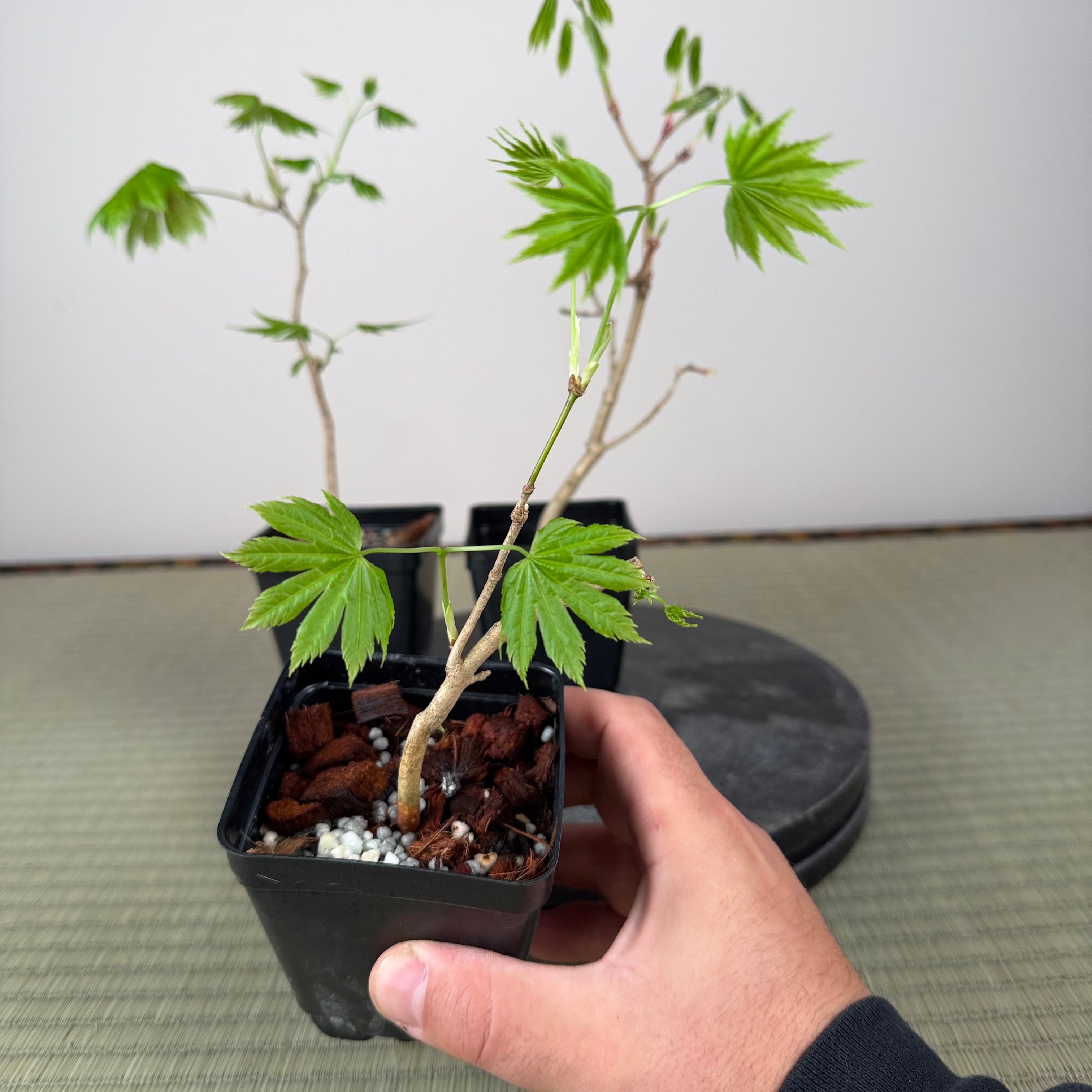 Acer tenuifolium 'Kohauchiwa' (5 units)