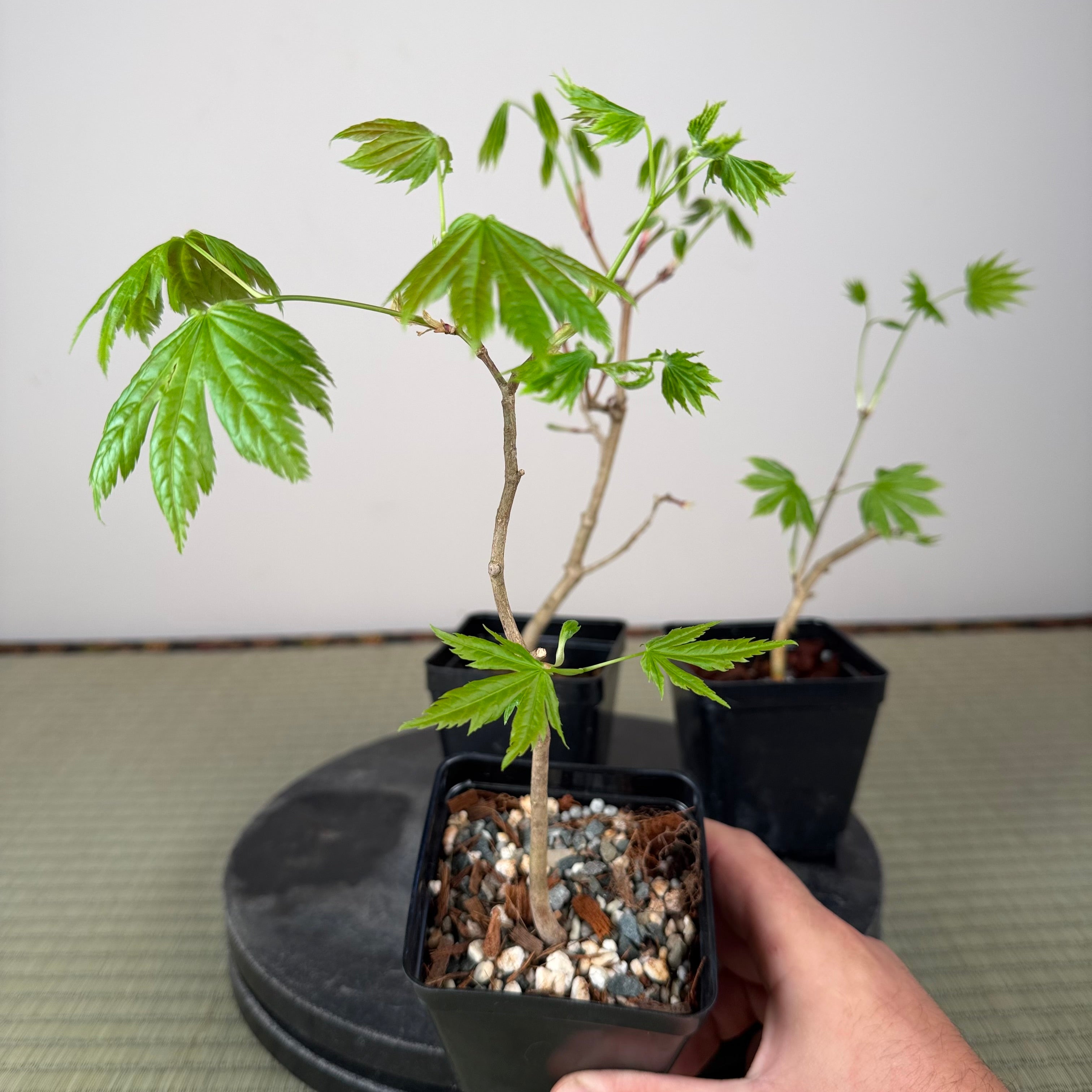 Acer tenuifolium 'Kohauchiwa' (5 units)