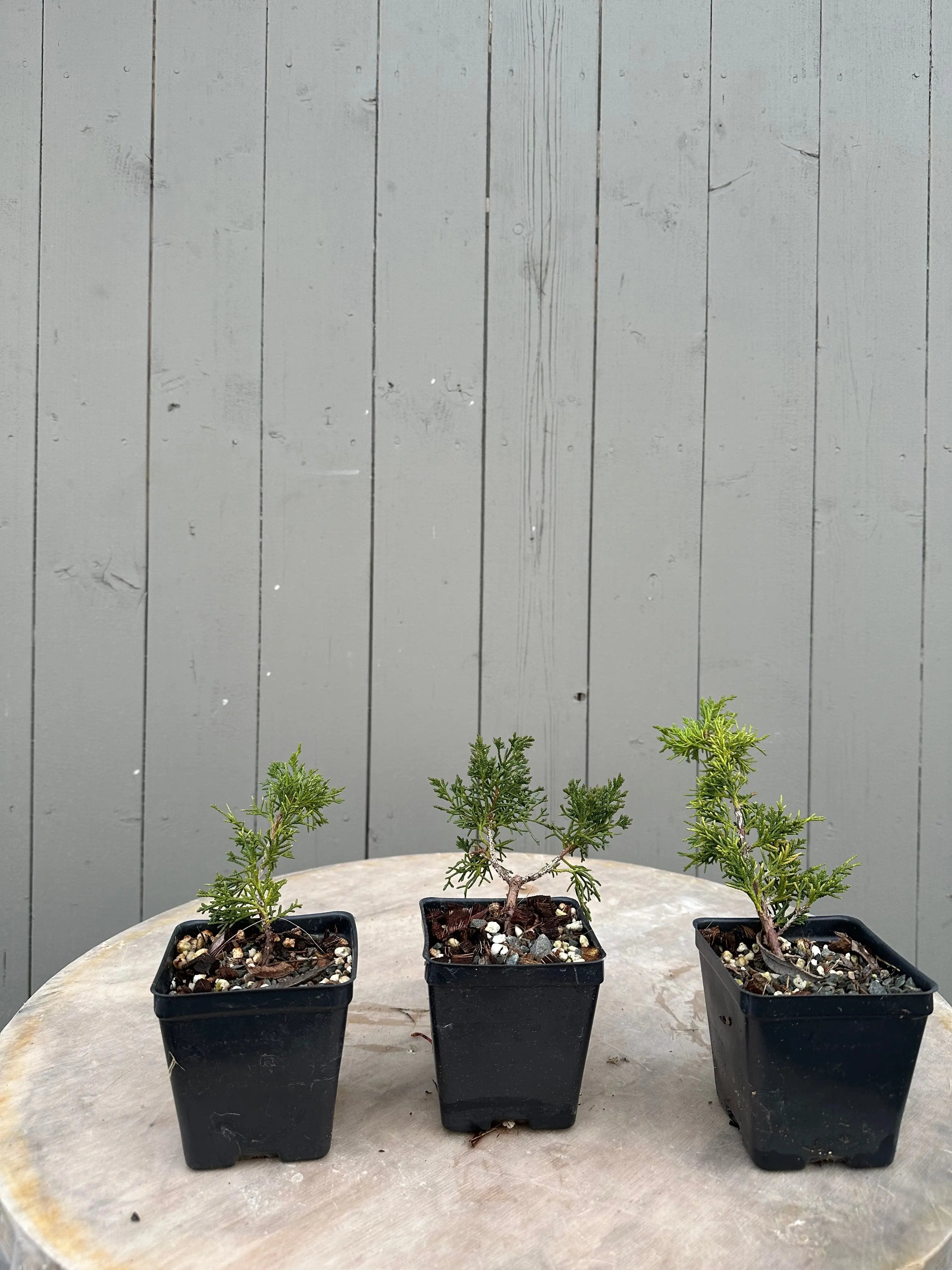 Juniperus (shimpaku) Canada Bonsai