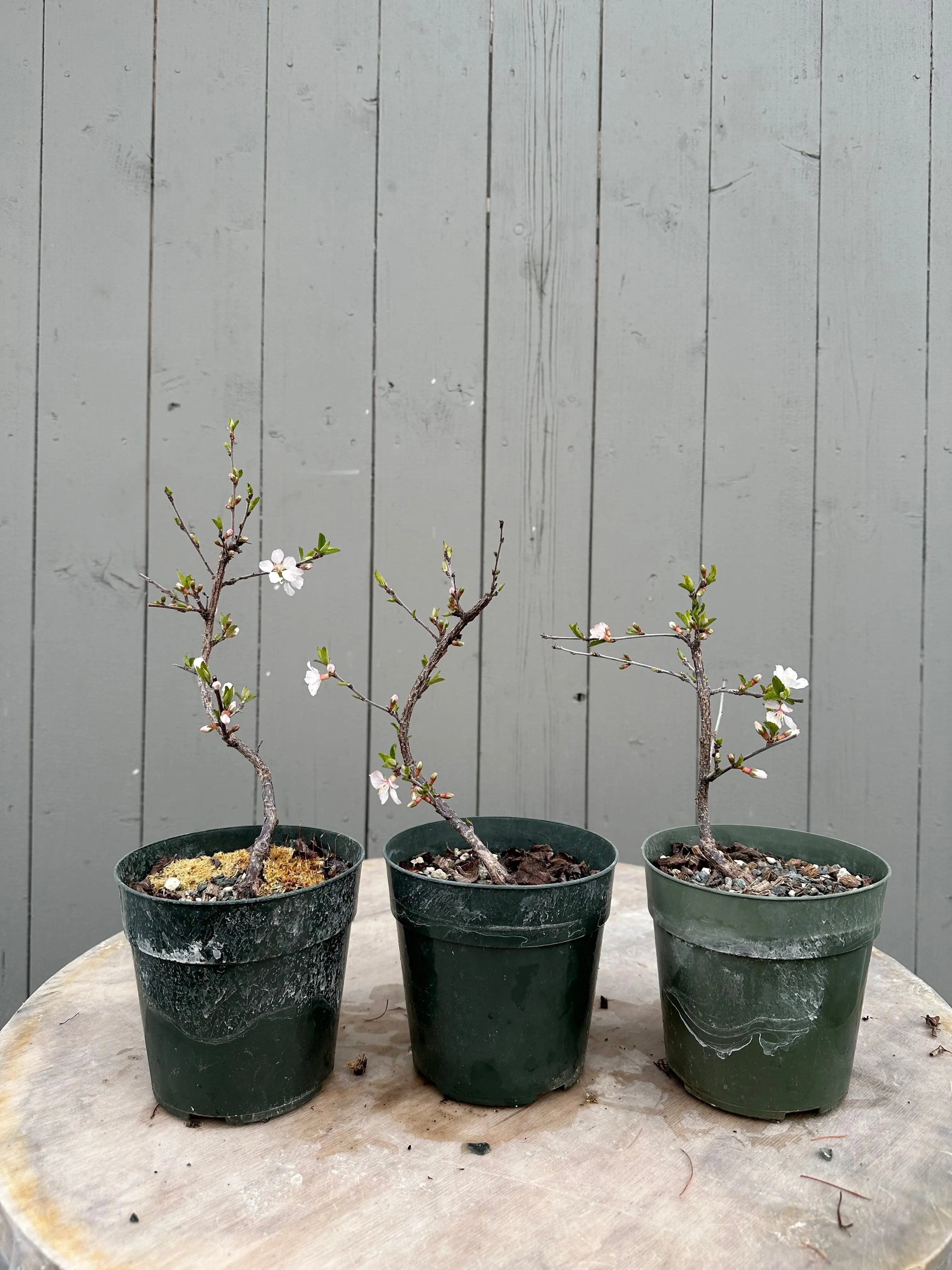 Prunus tomentosa (cutting-grown) Canada Bonsai