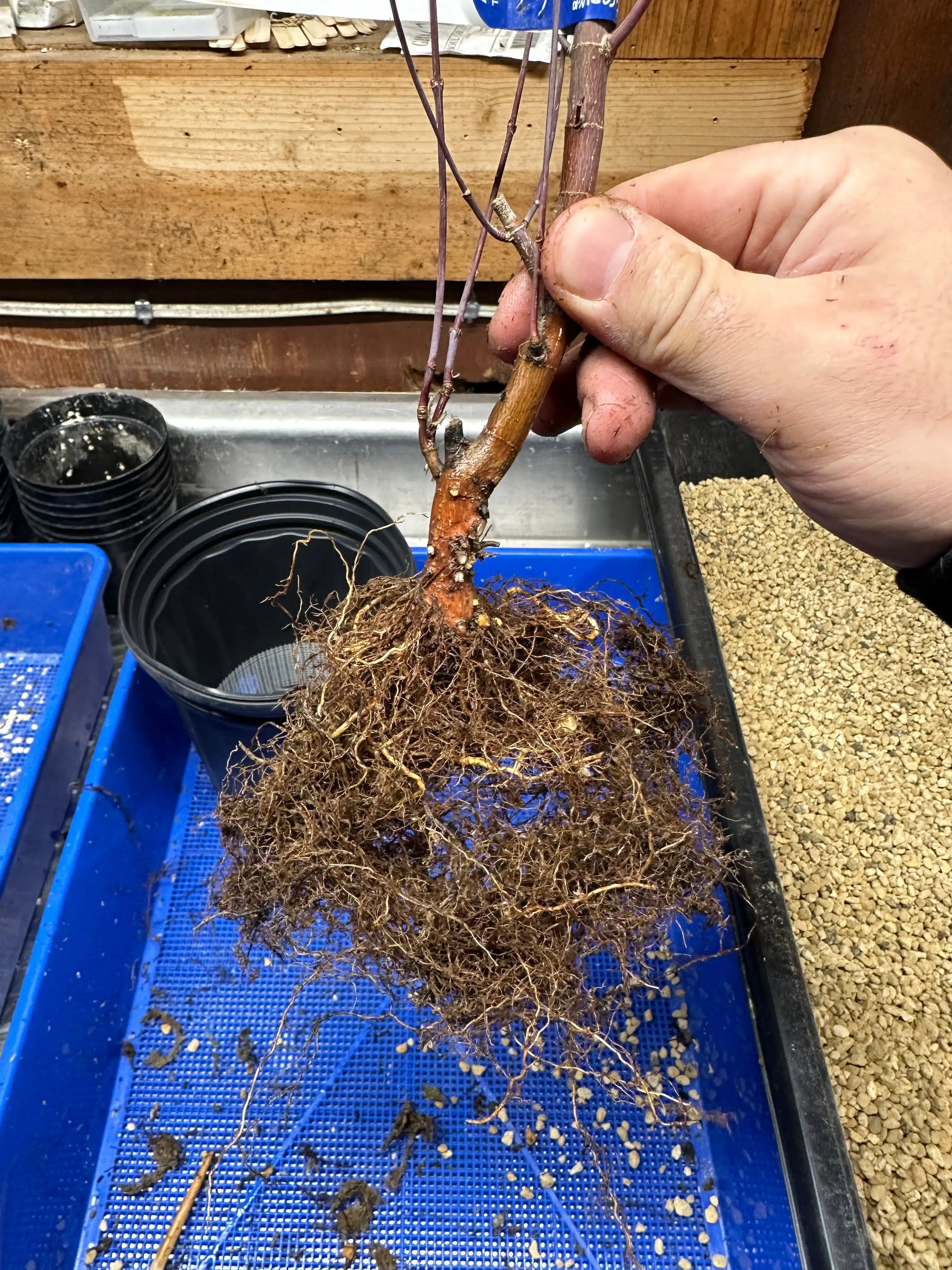 Acer palmatum 'Deshojo' Canada Bonsai