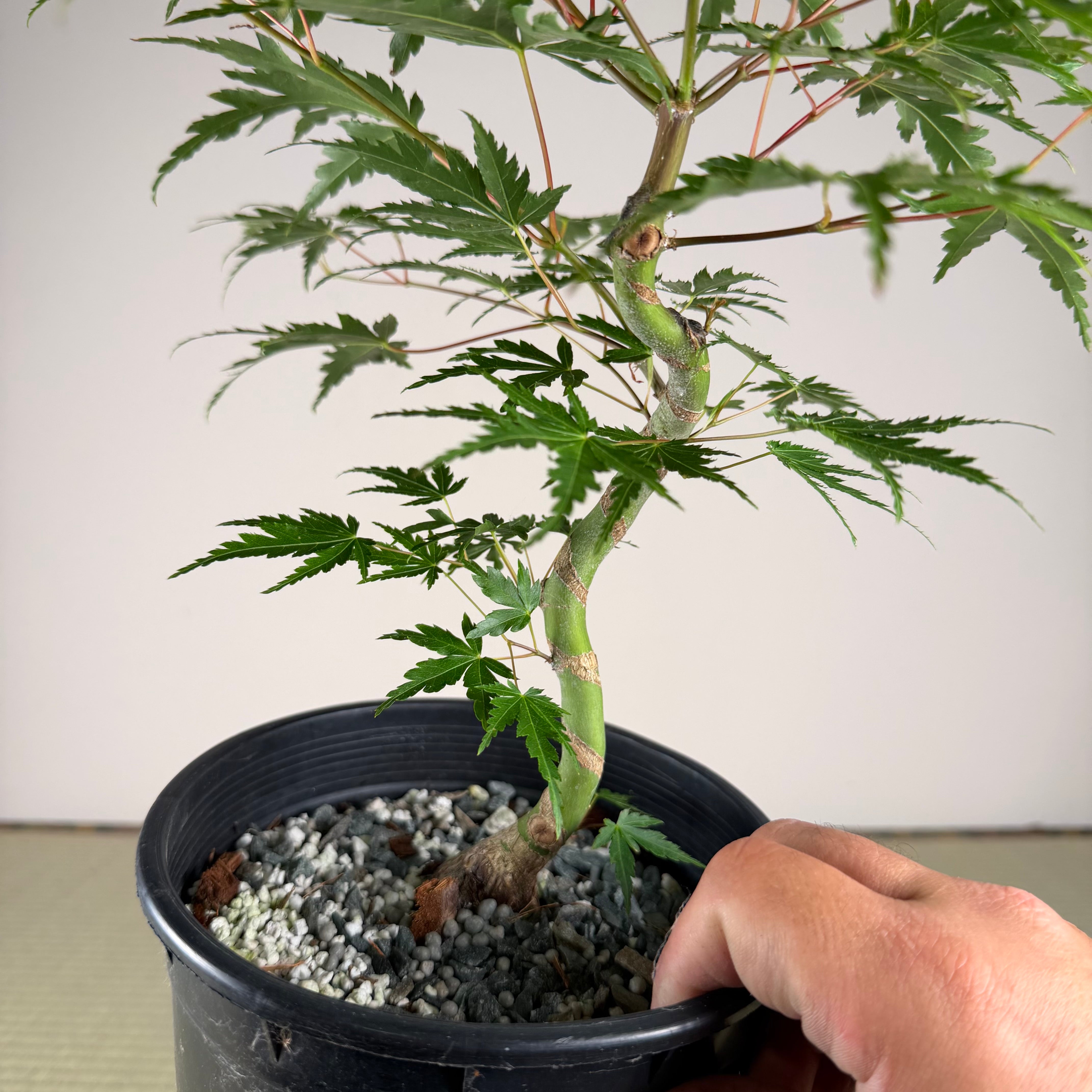 Acer palmatum 'Yves' Select' #1