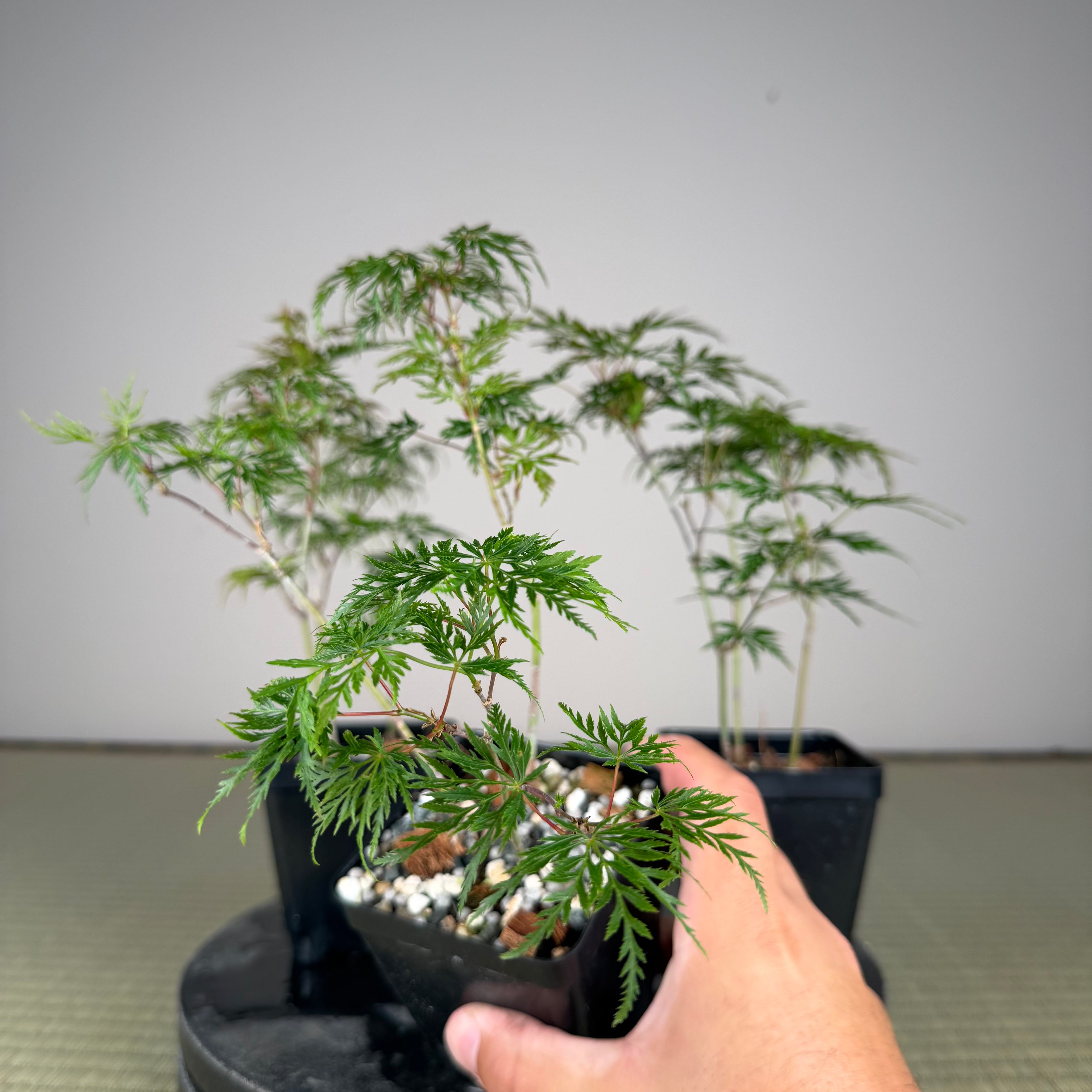 Acer palmatum 'Emerald Lace' (3 units per pot)