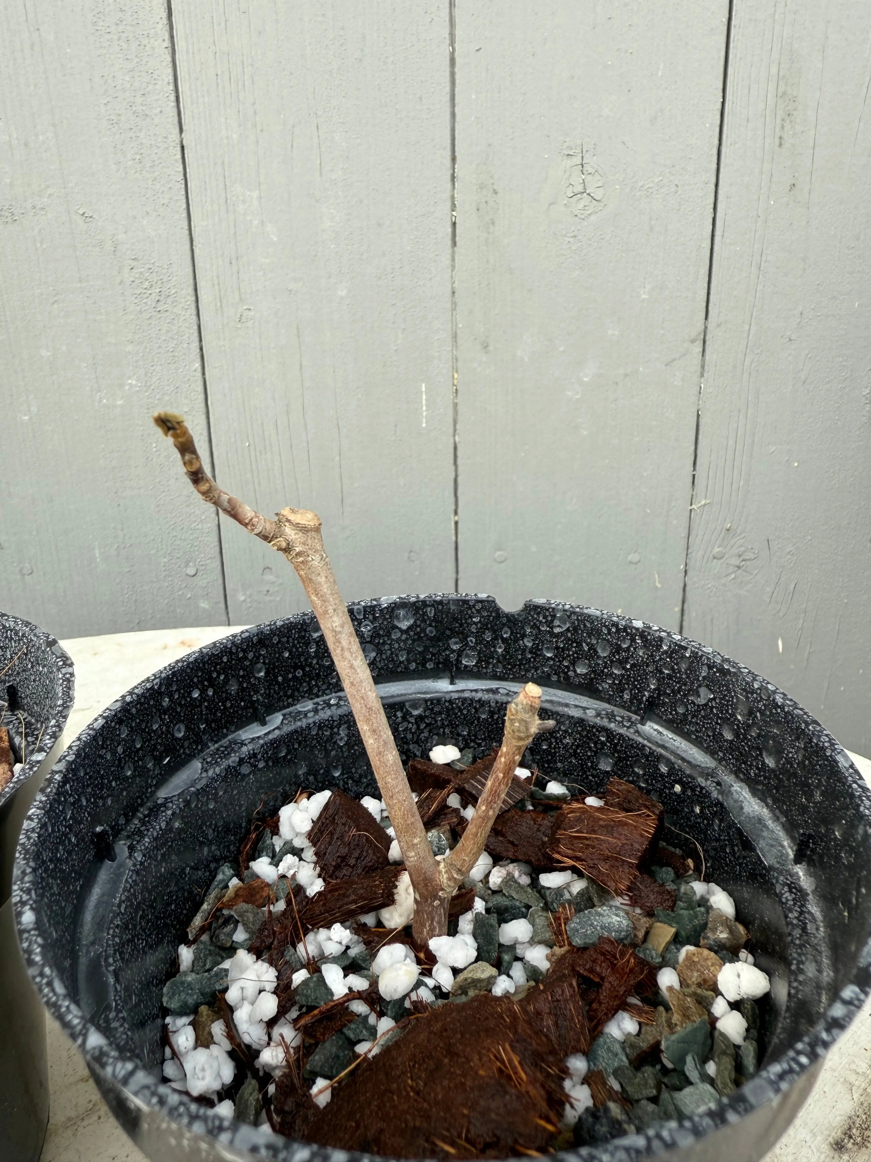 Magnolia kobus (dwarf) Canada Bonsai