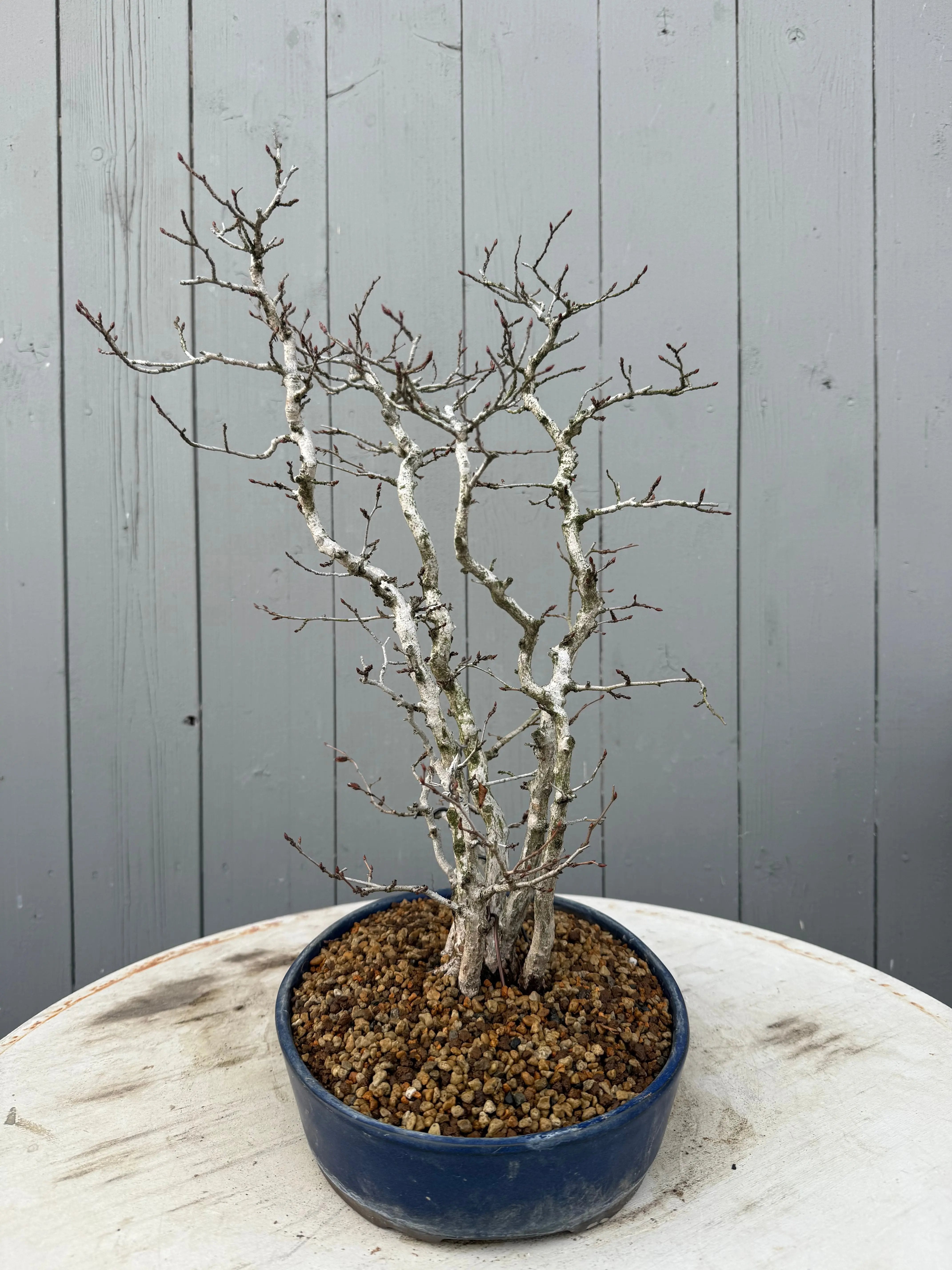 Carpinus turczaninowii Canada Bonsai