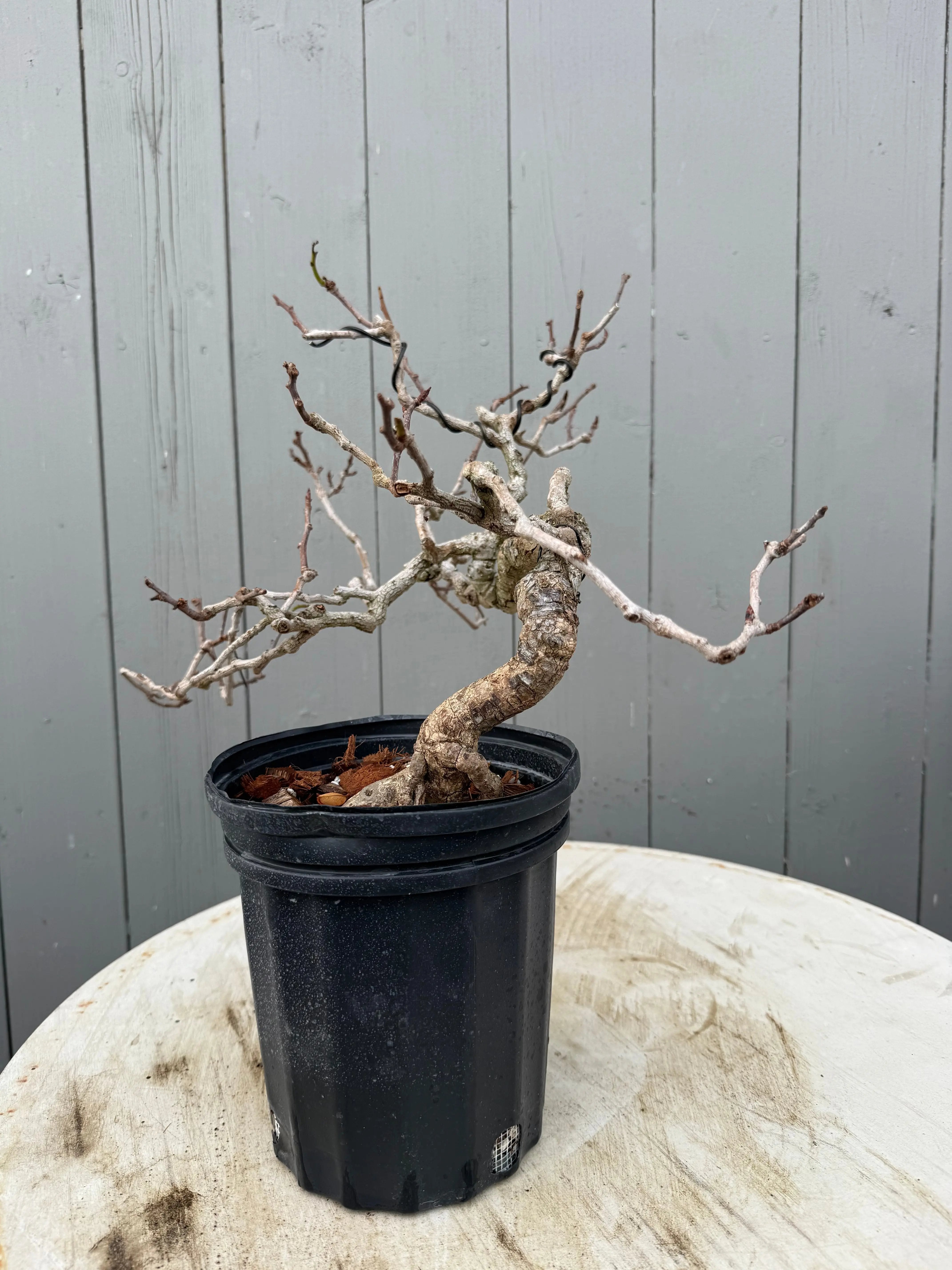 Kadsura japonica Canada Bonsai