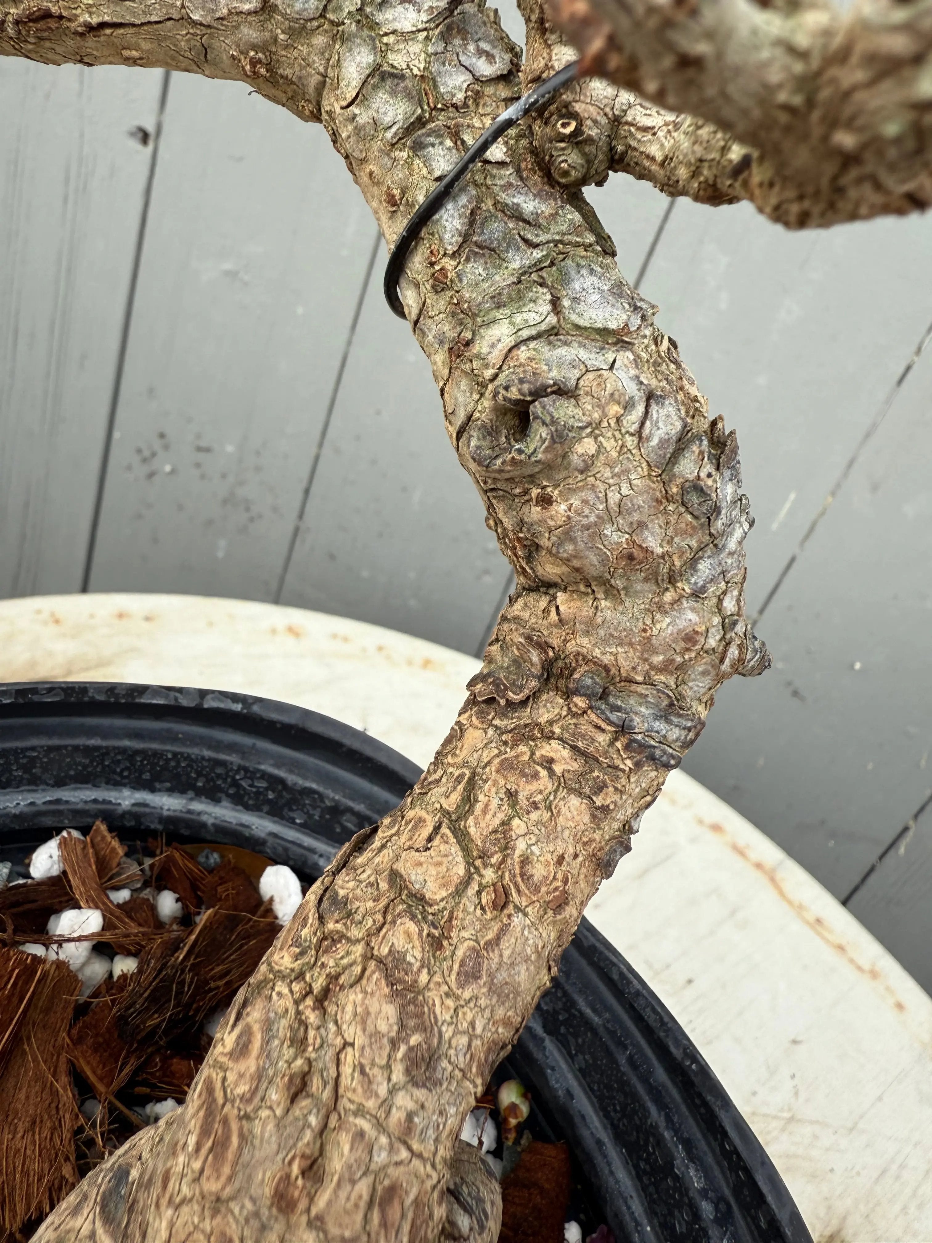 Kadsura japonica Canada Bonsai