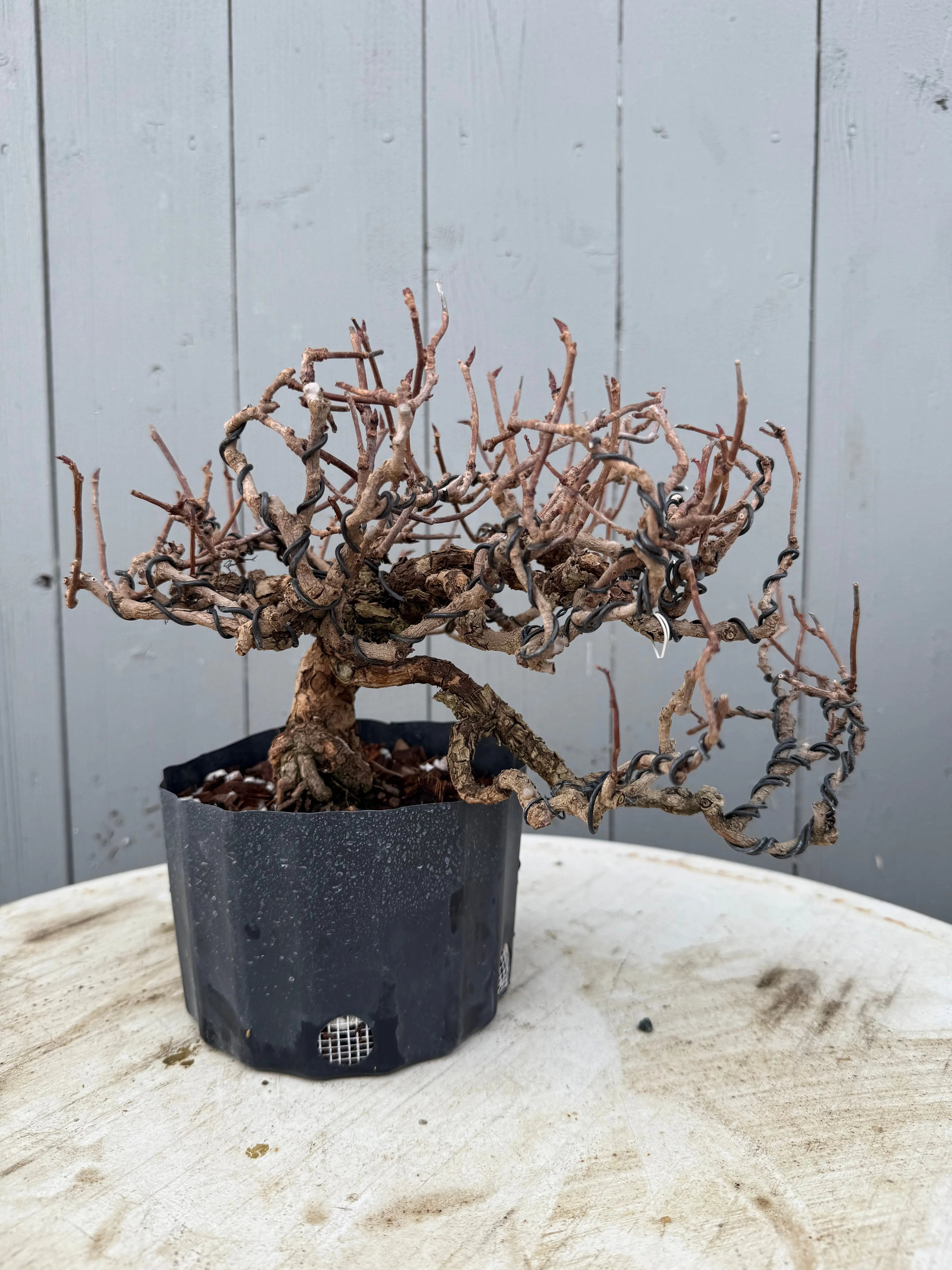 Kadsura japonica Canada Bonsai