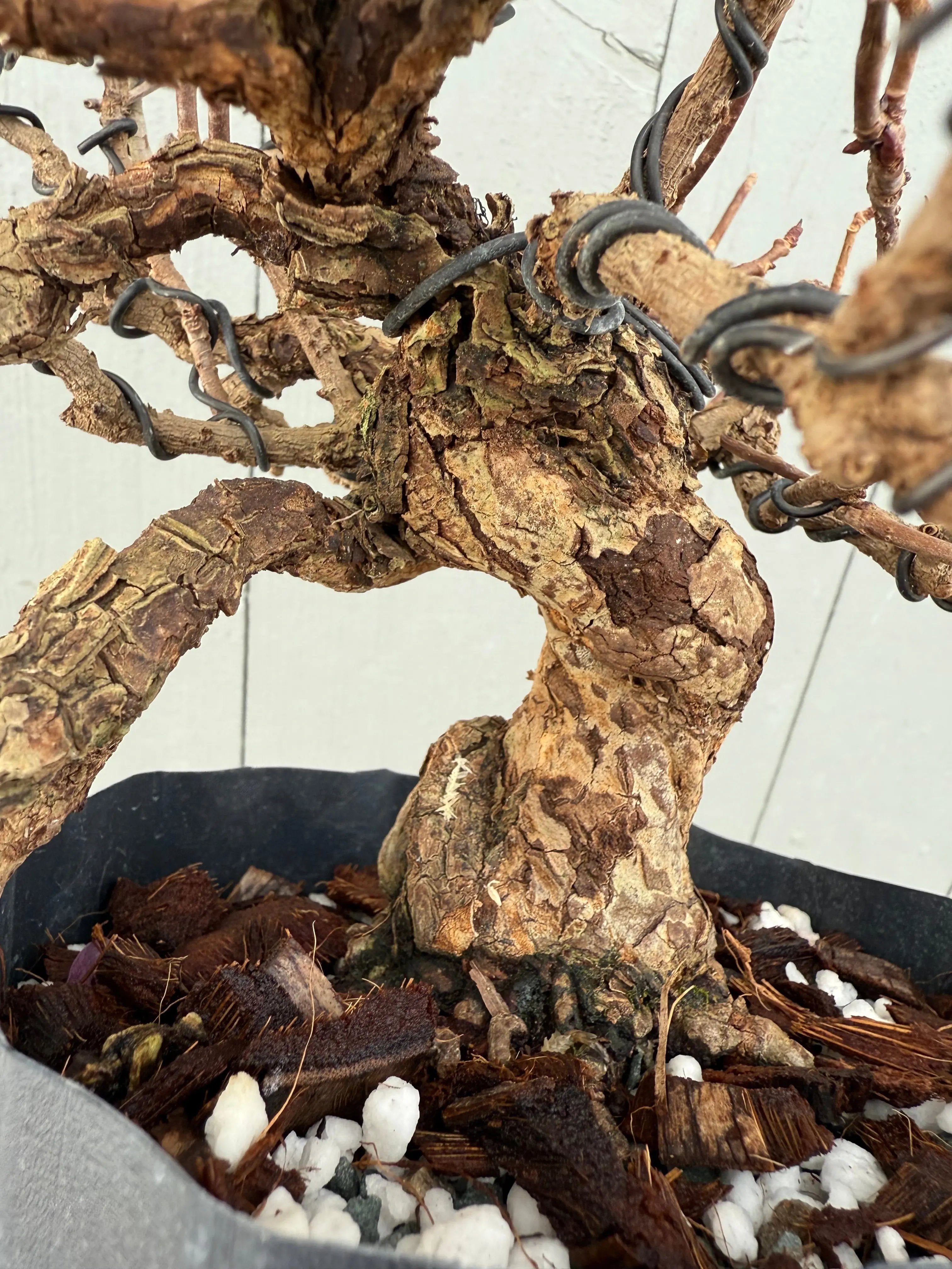 Kadsura japonica Canada Bonsai