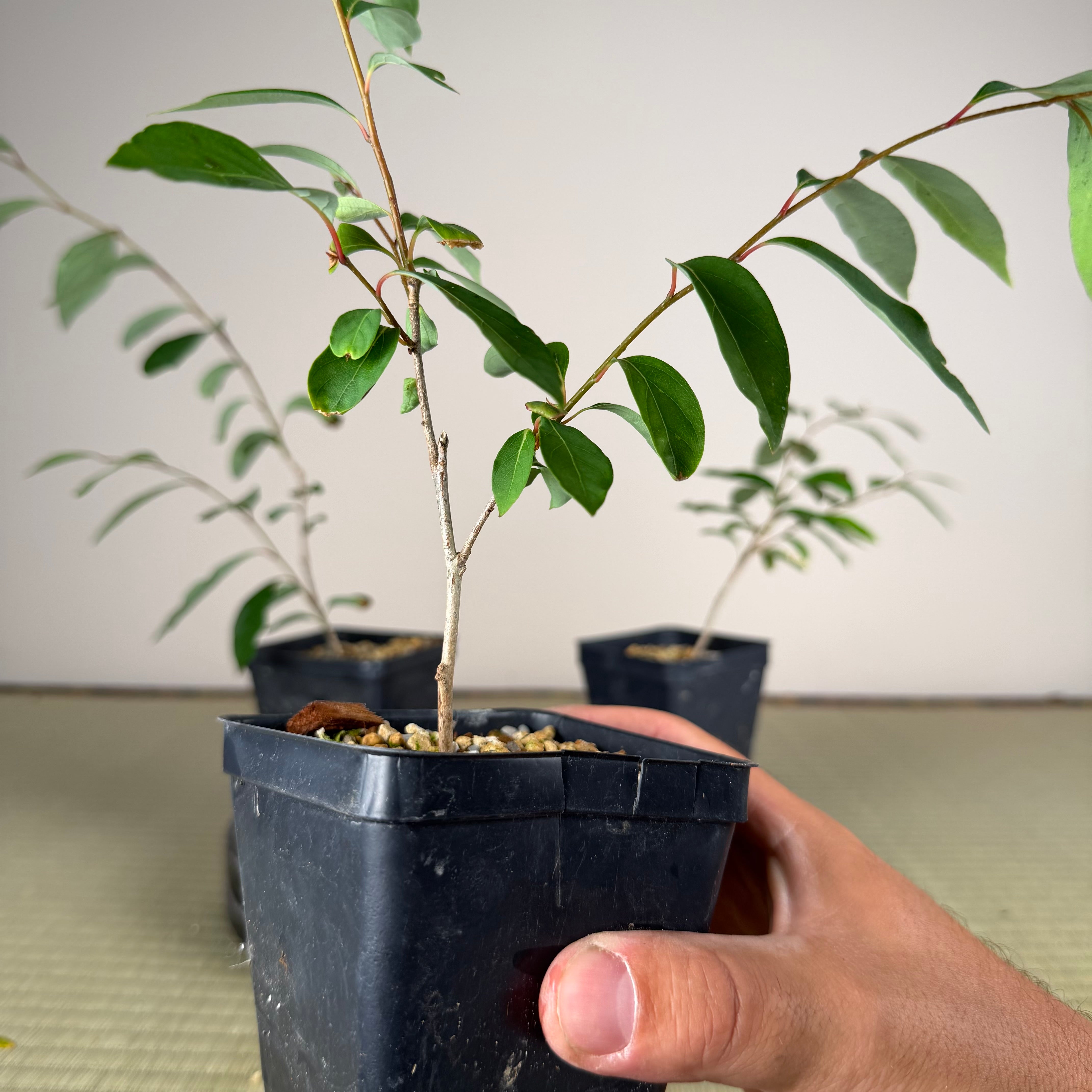 Lindera praecox