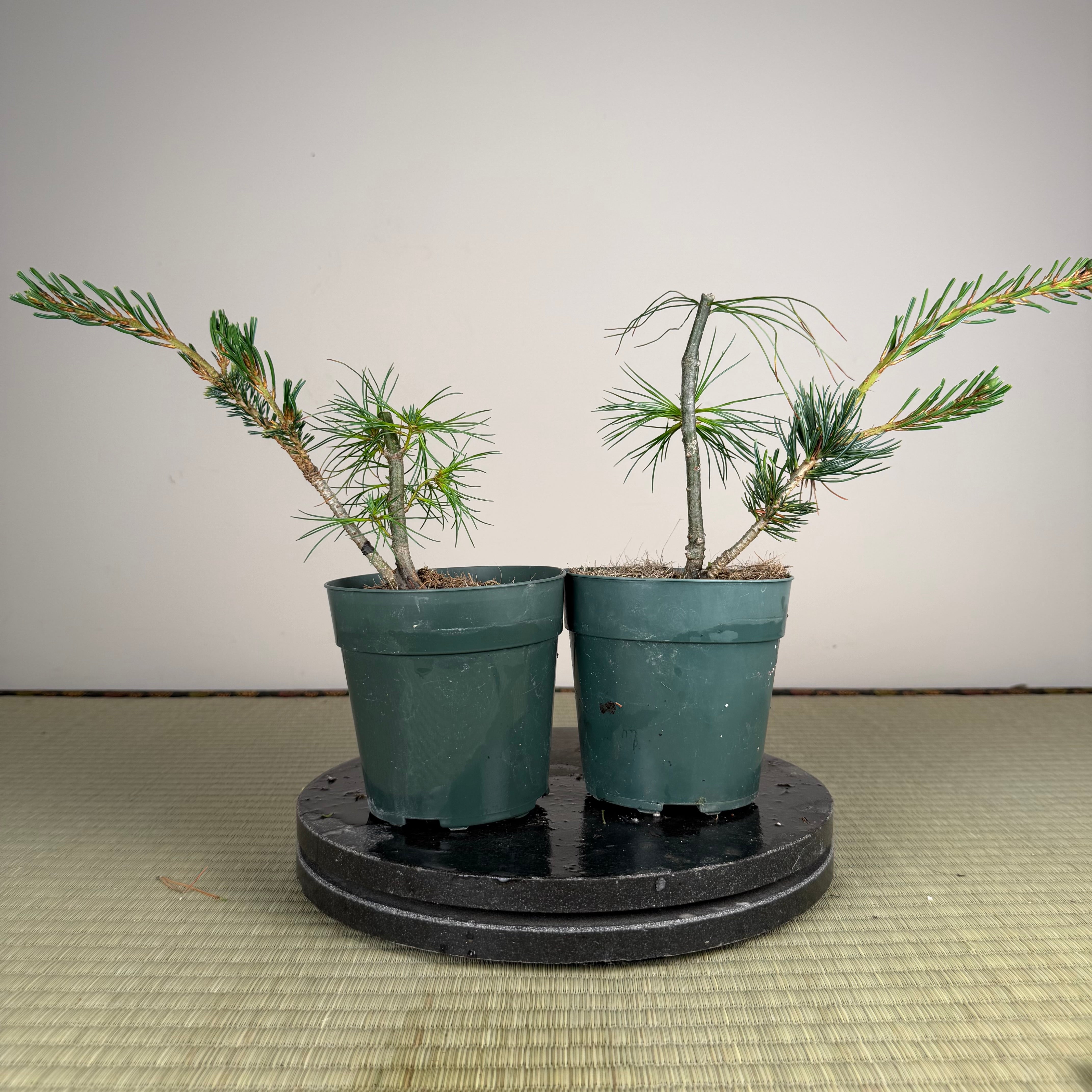 Pinus parviflora 'Kokonoe'