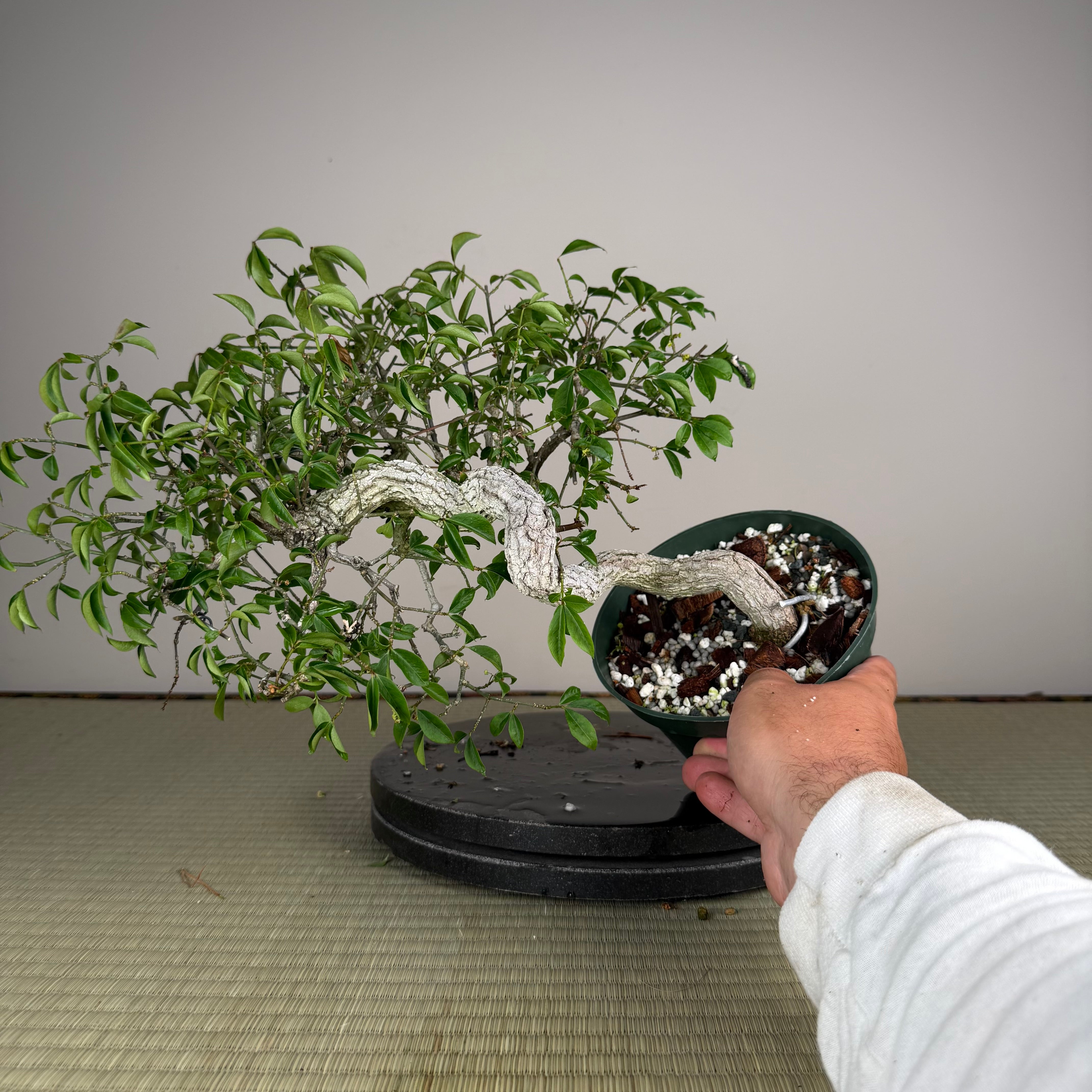 Euonymus