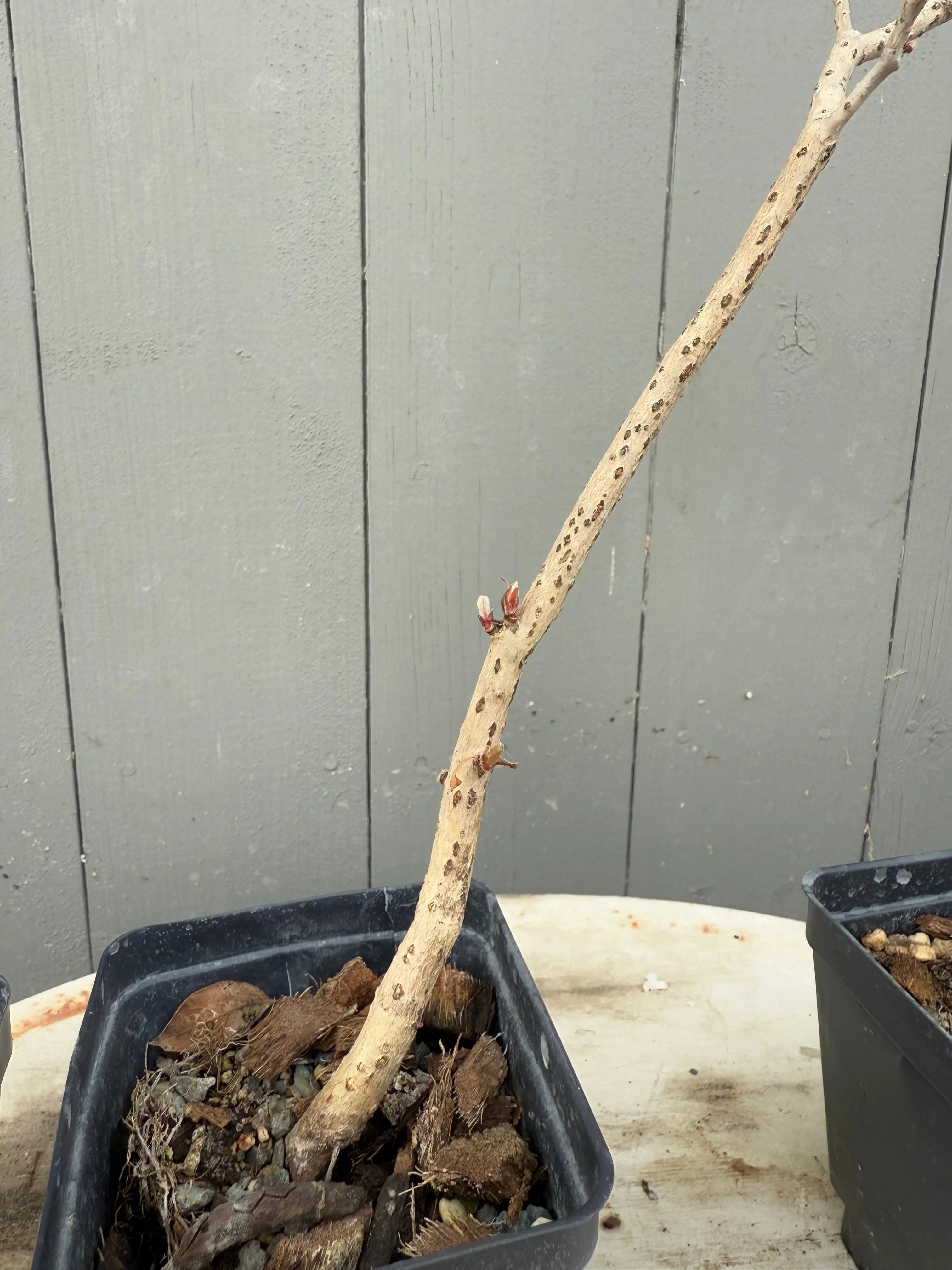 Acer tenuifolium 'Kohauchiwa' Canada Bonsai