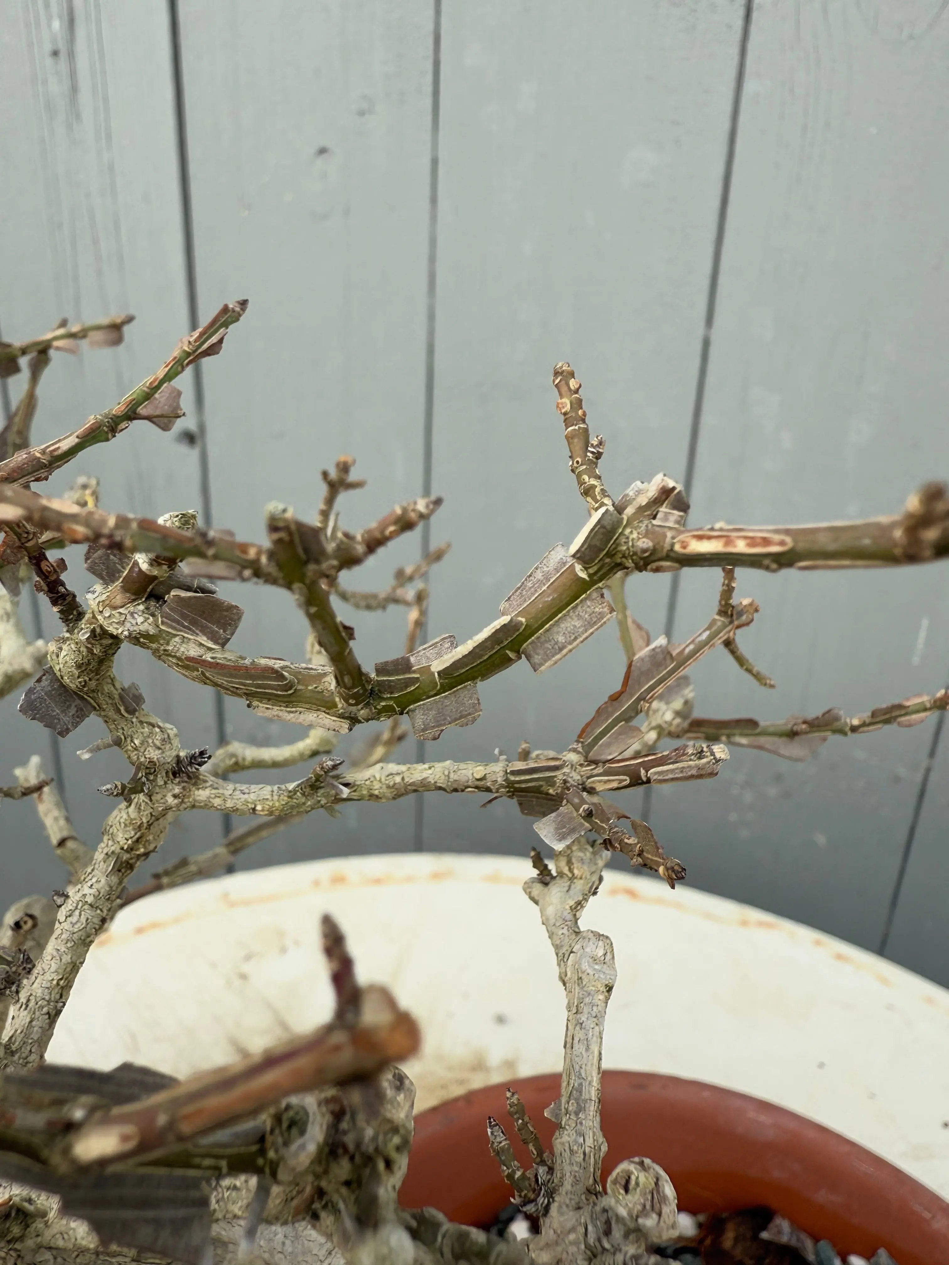 Euonymus Canada Bonsai