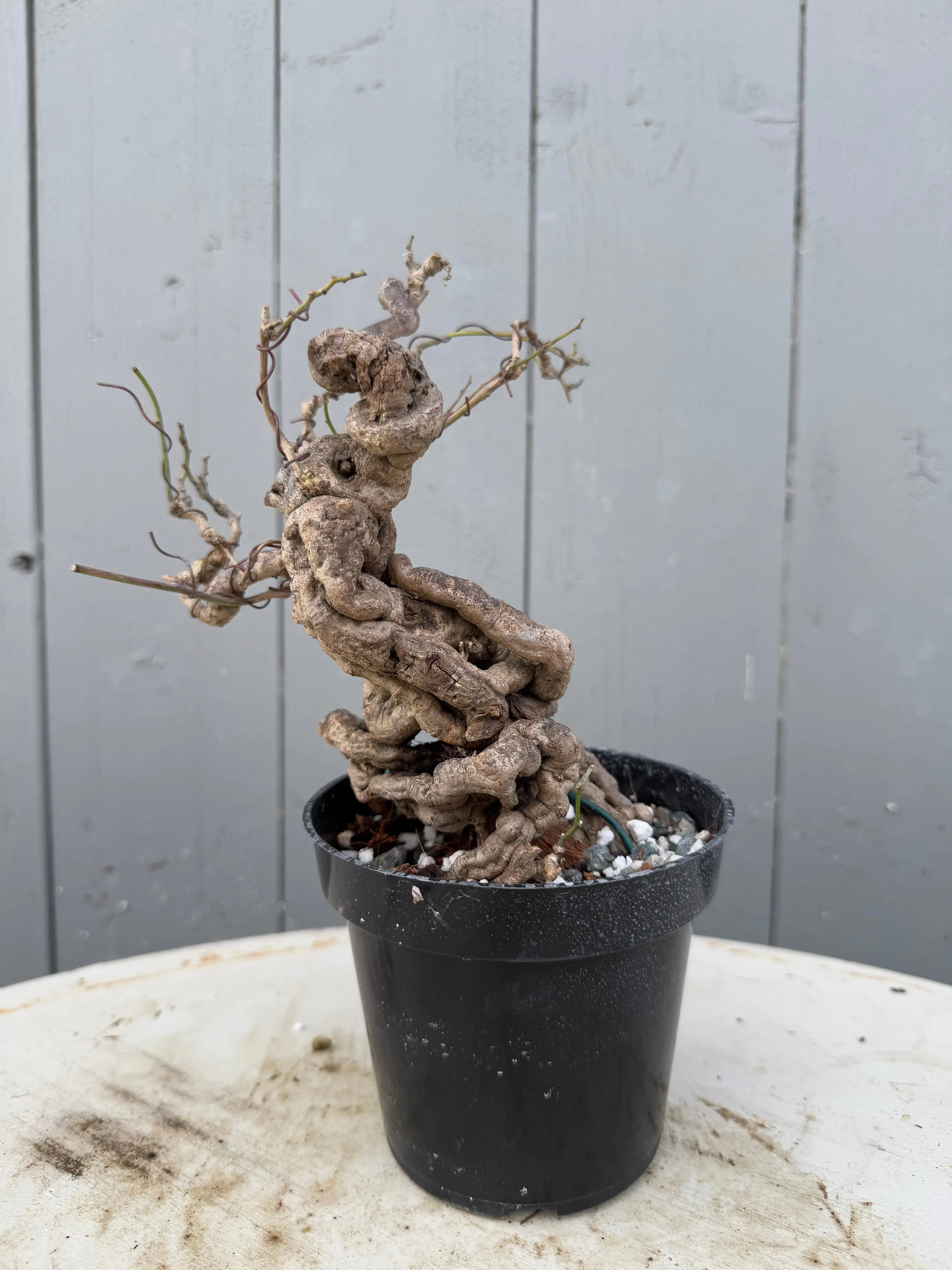 Cocculus orbiculatus Canada Bonsai