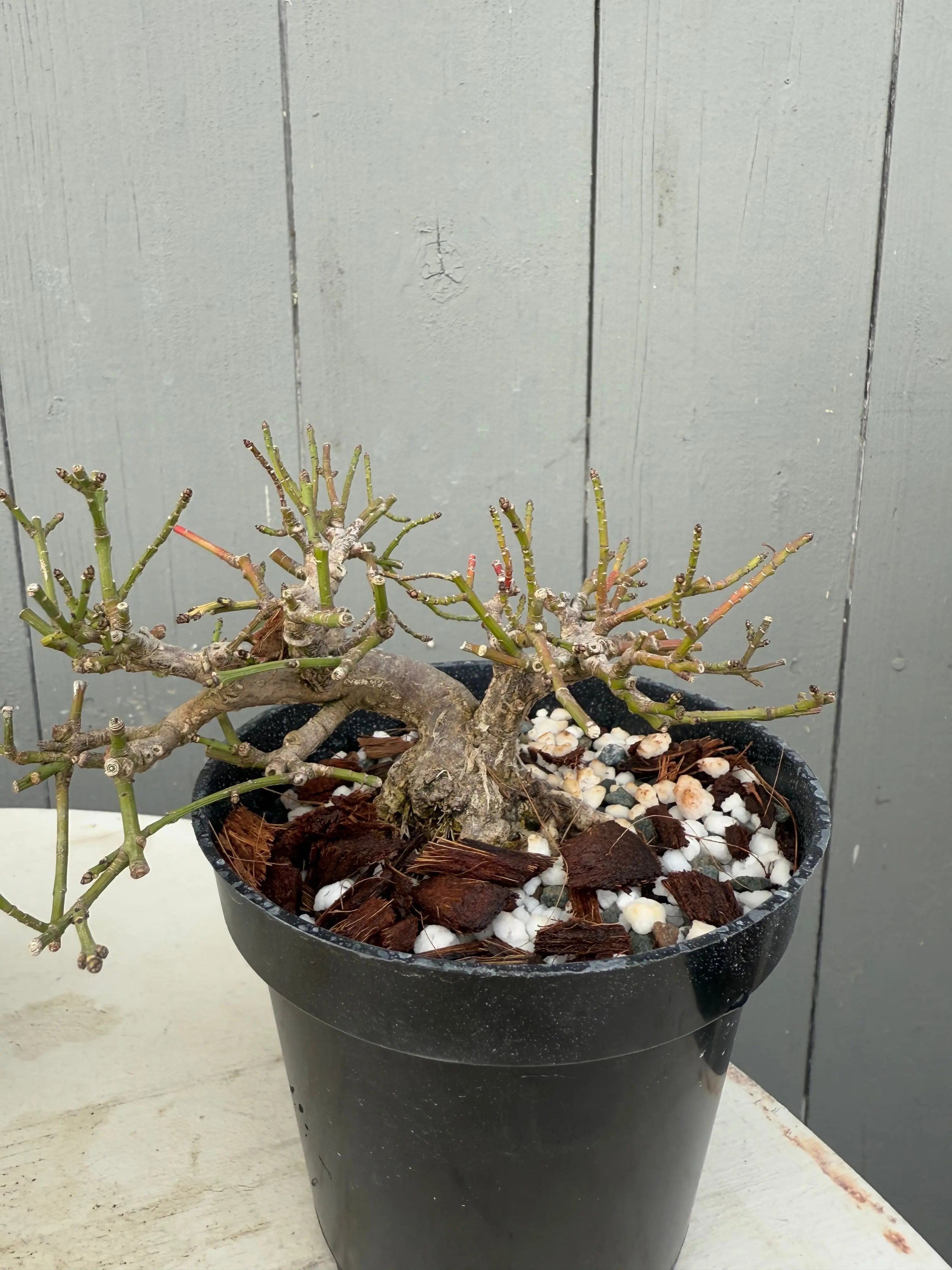 Euonymus Canada Bonsai