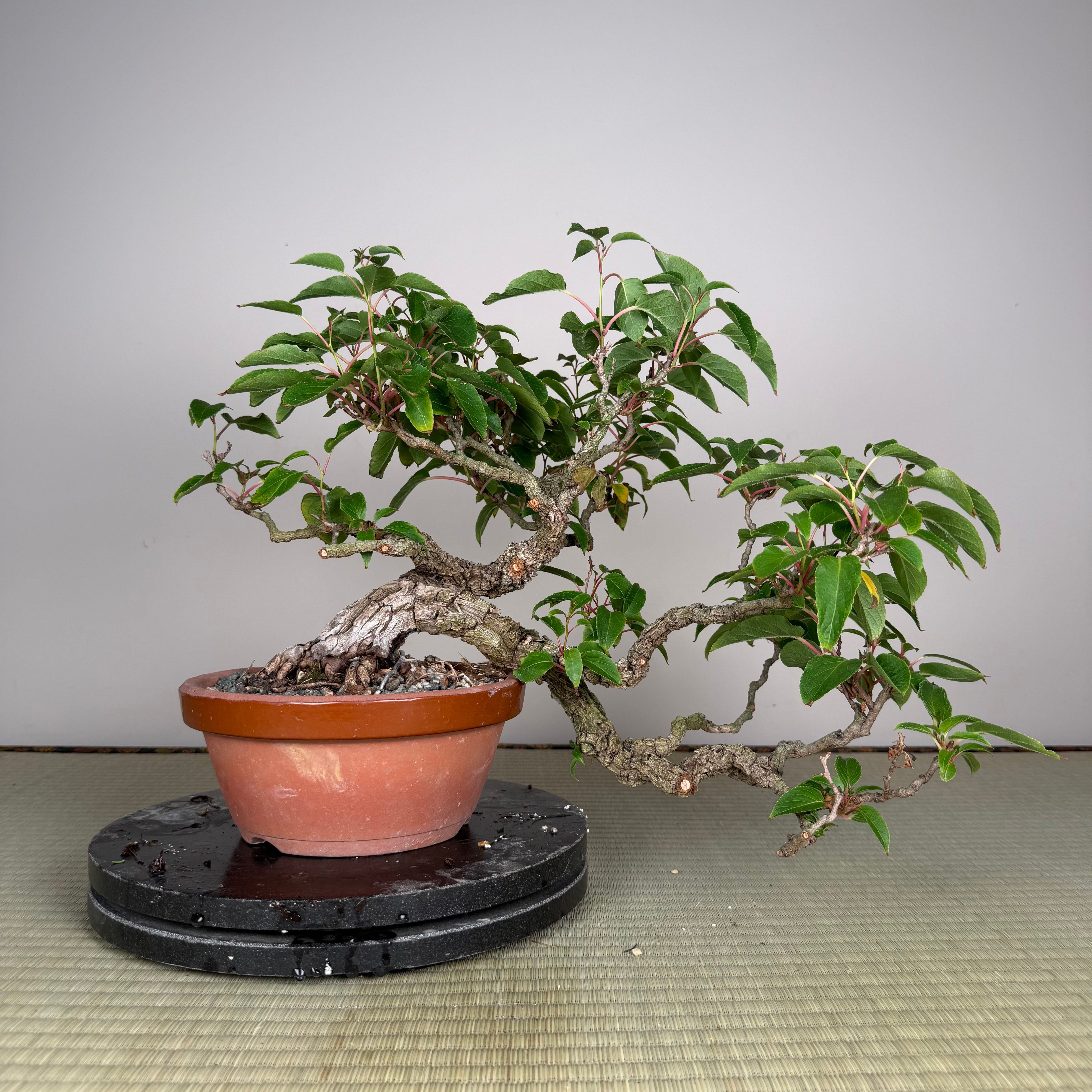 Actinidia arguta