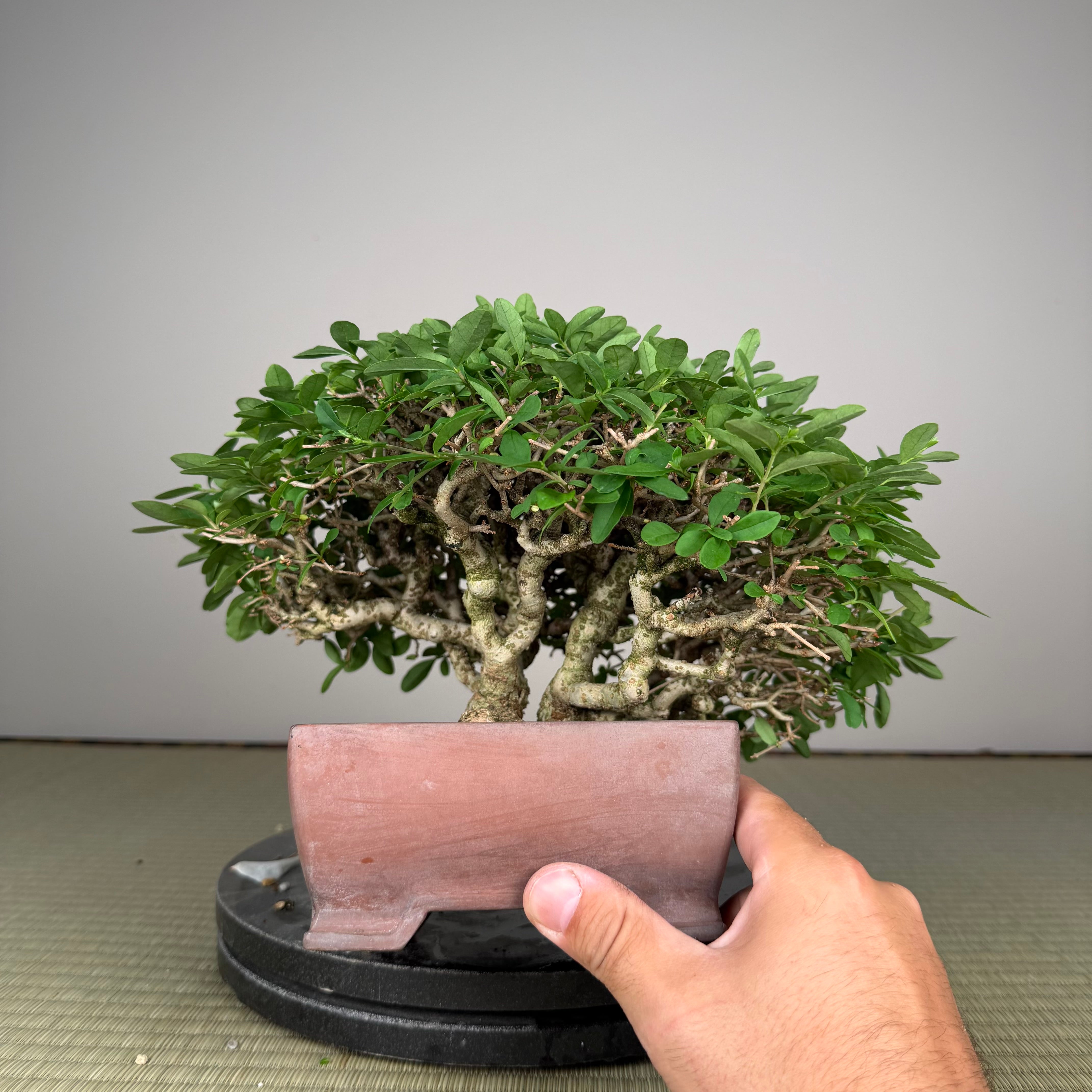 Ligustrum