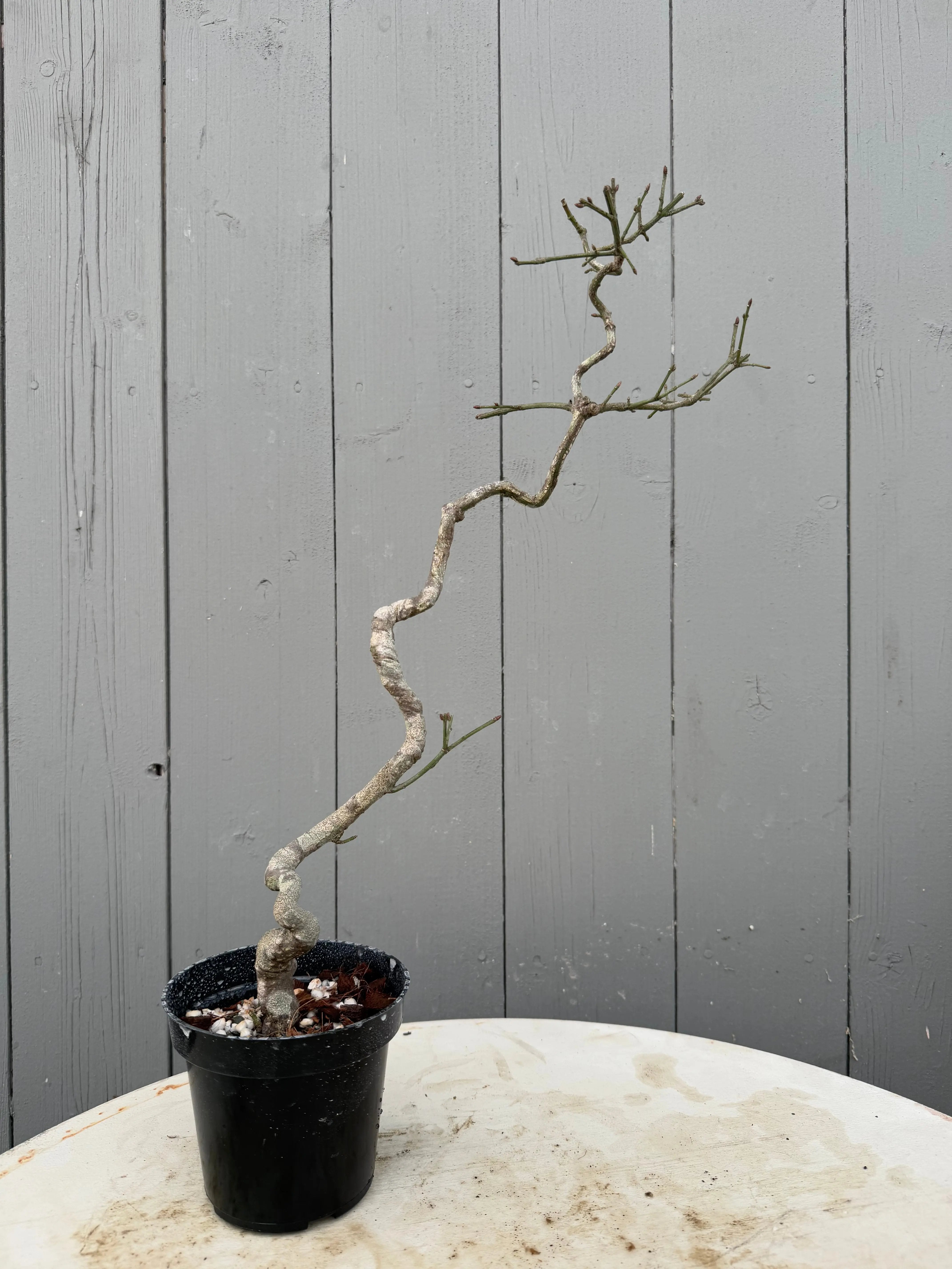 Euonymus Canada Bonsai