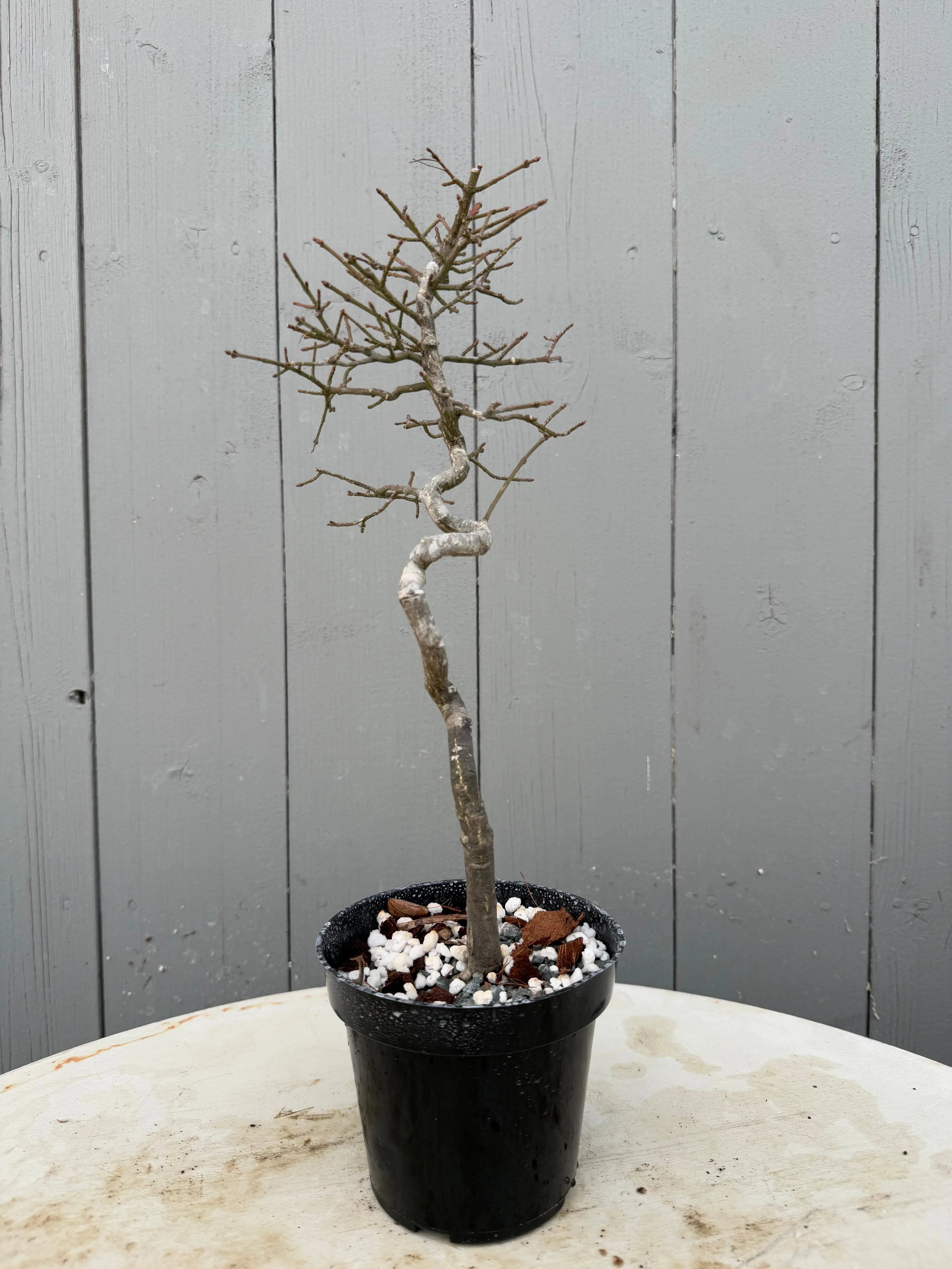 Euonymus Canada Bonsai