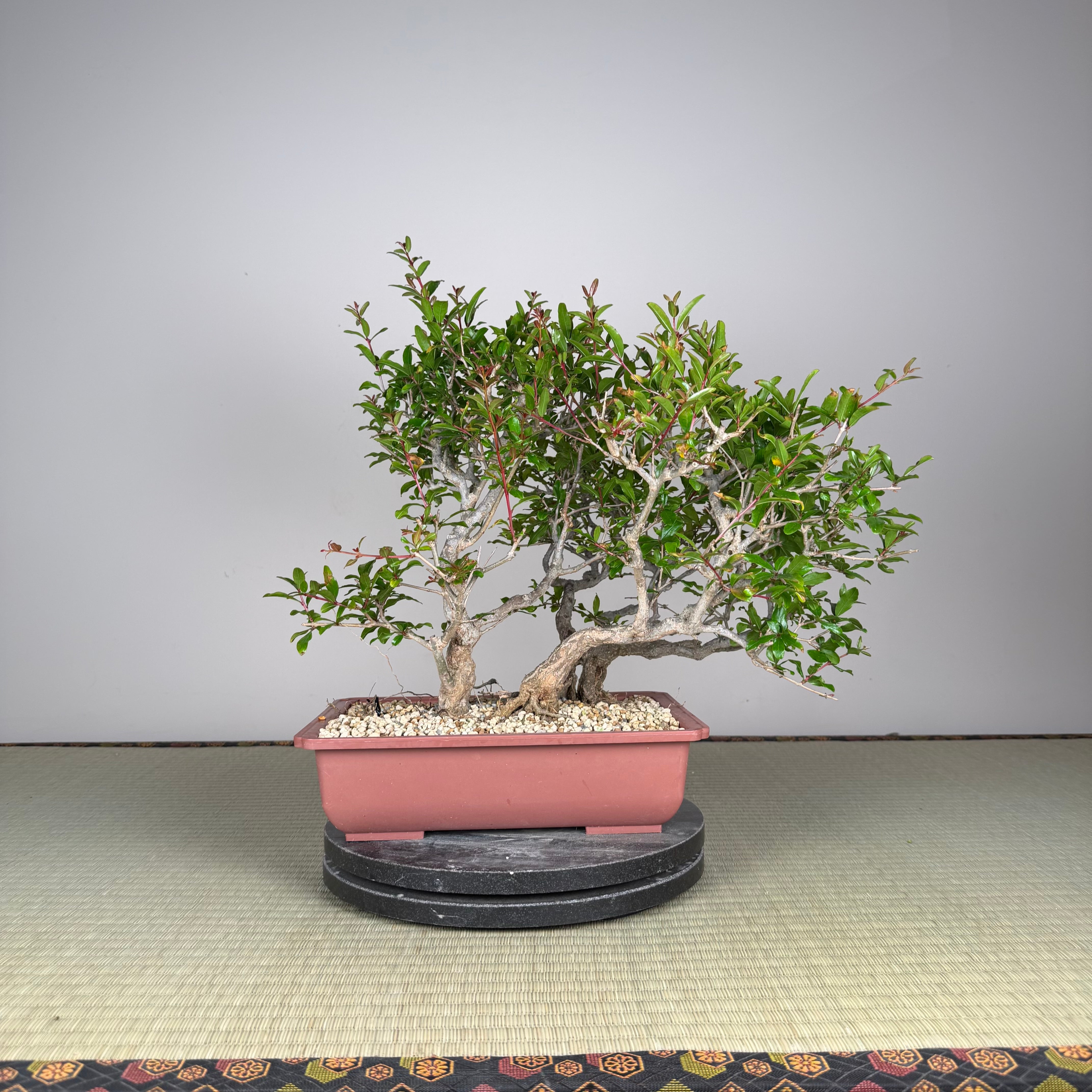 Punica granatum neji-kan