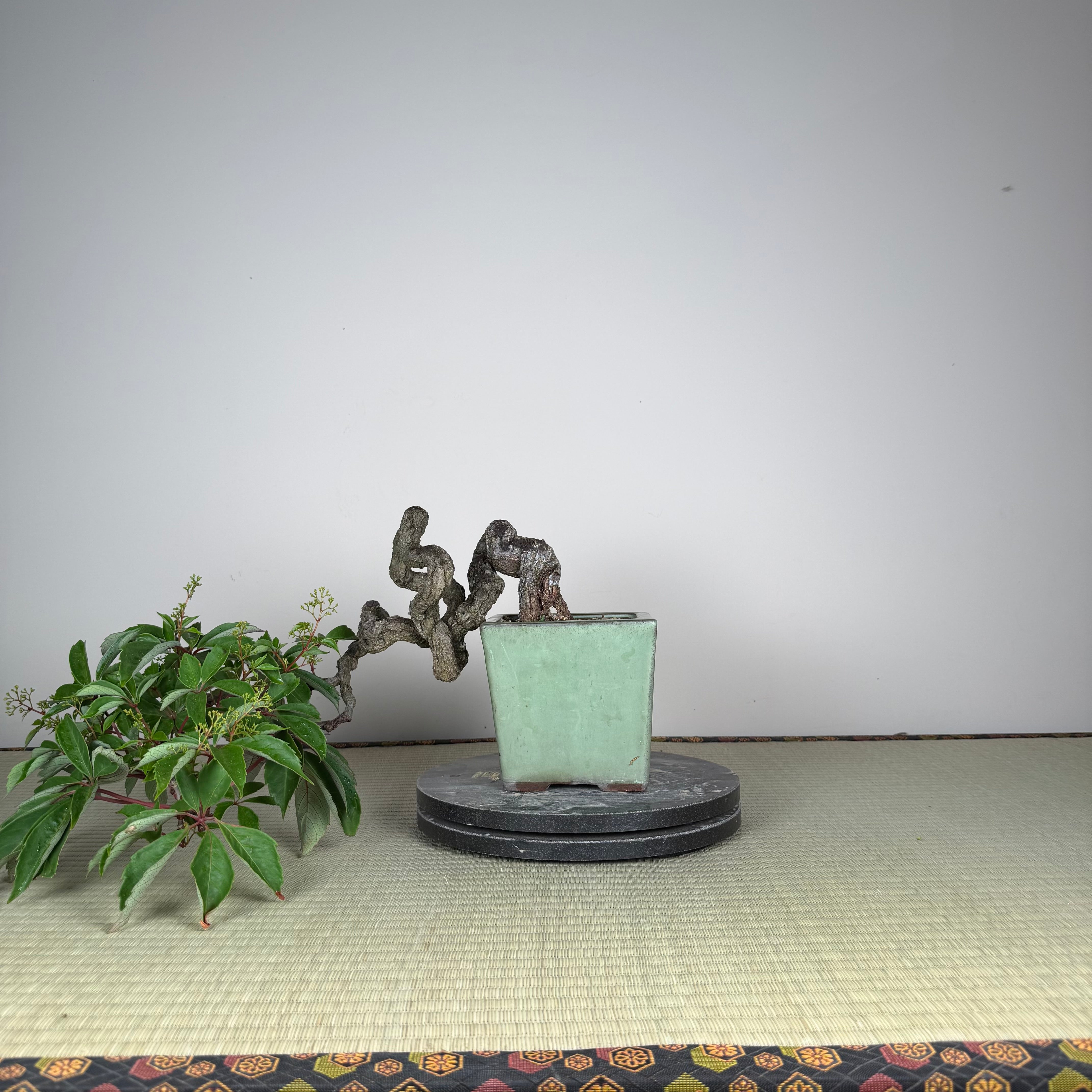 Parthenocissus quinquefolia (Antique pot)
