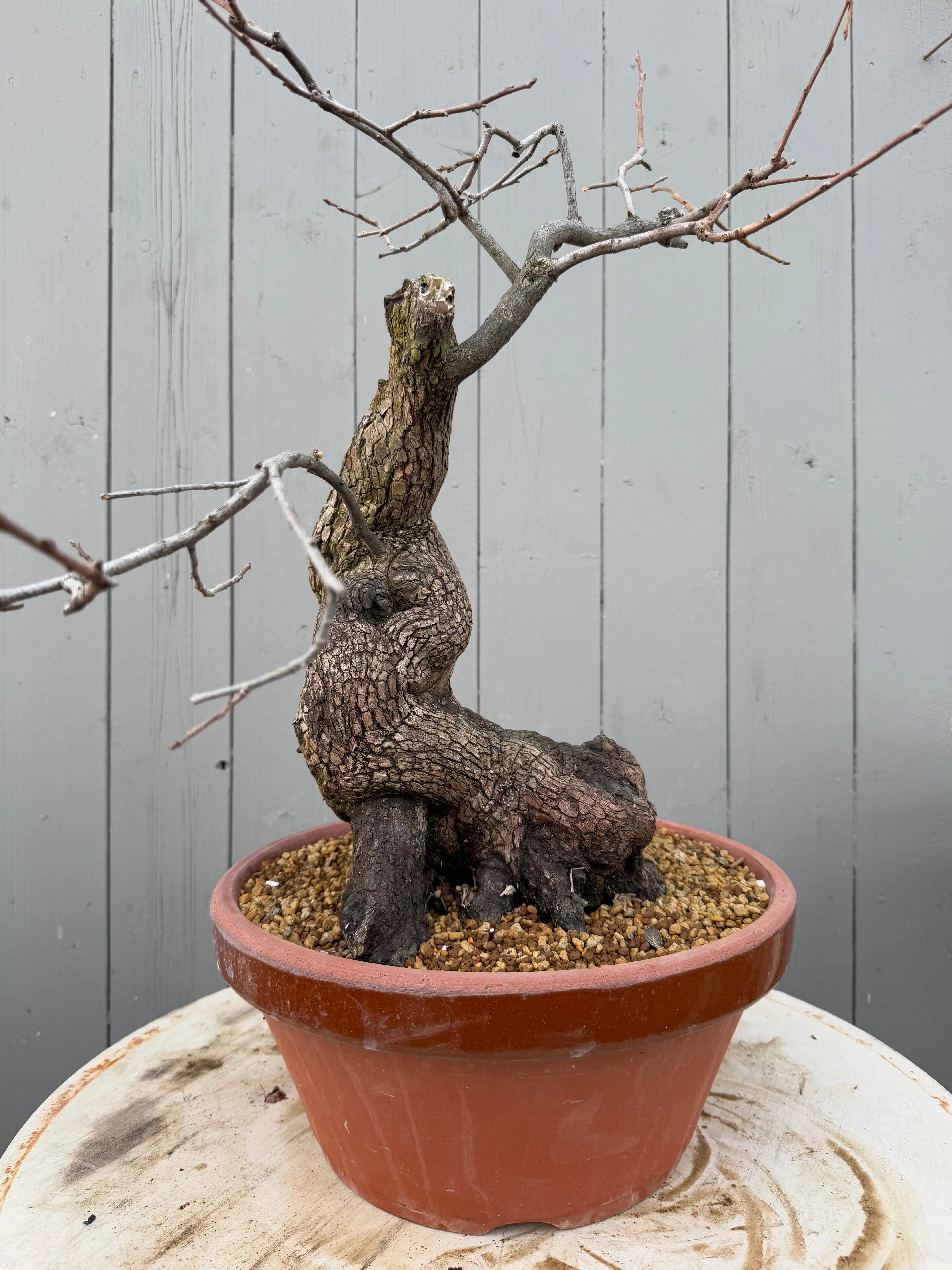 Diospyros Kaki Canada Bonsai