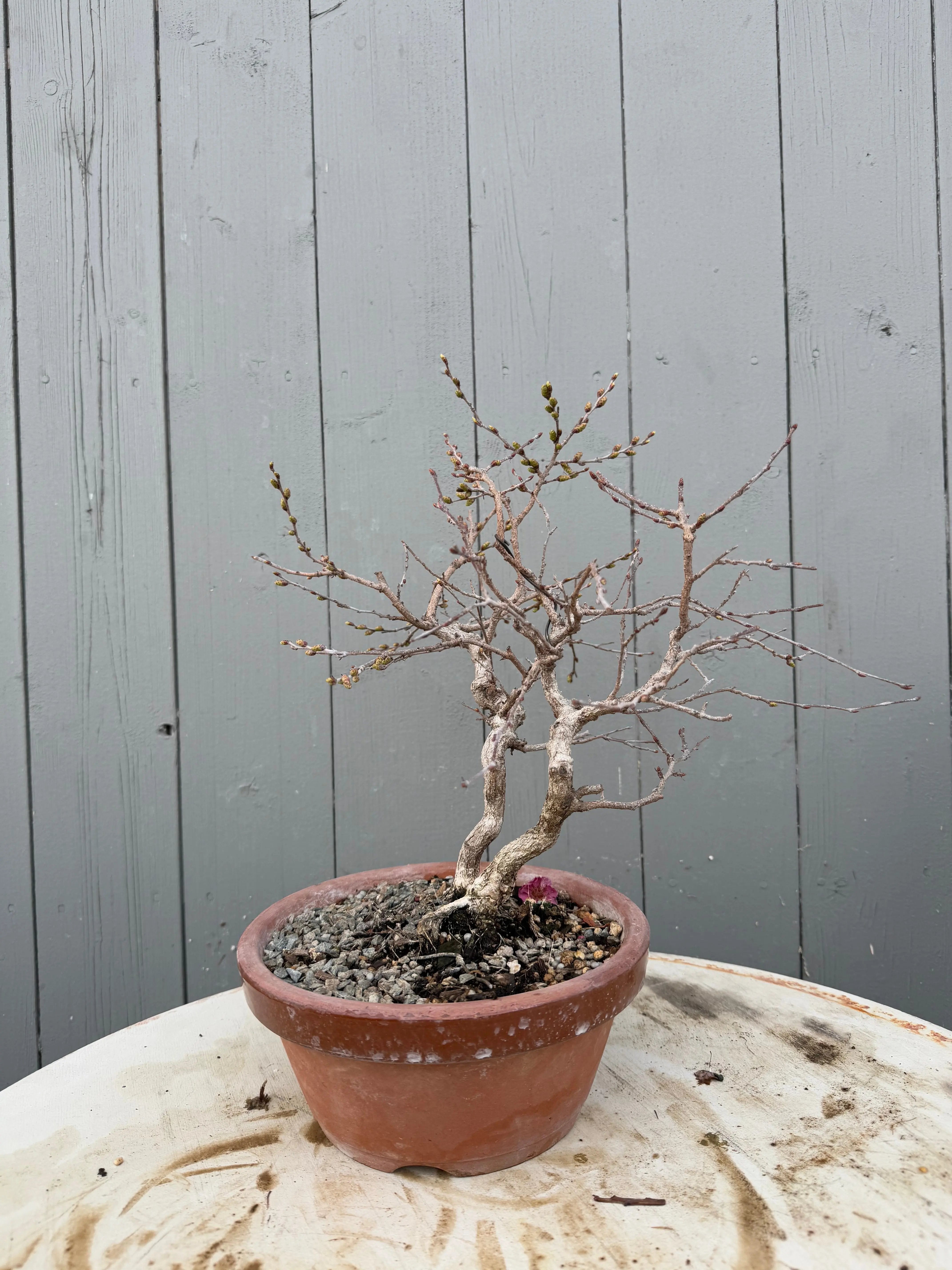 Carpinus turczaninowii Canada Bonsai