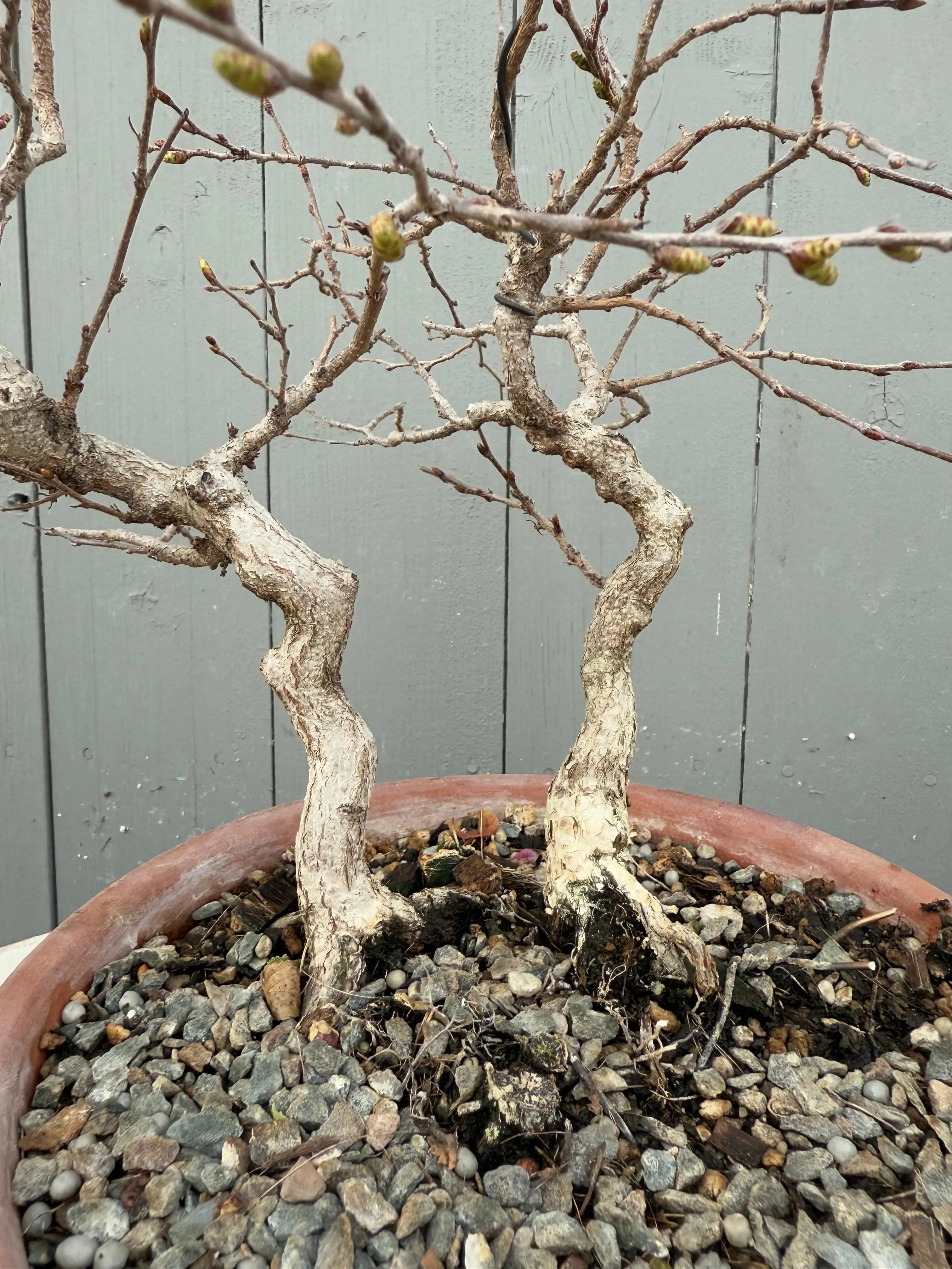 Carpinus turczaninowii Canada Bonsai