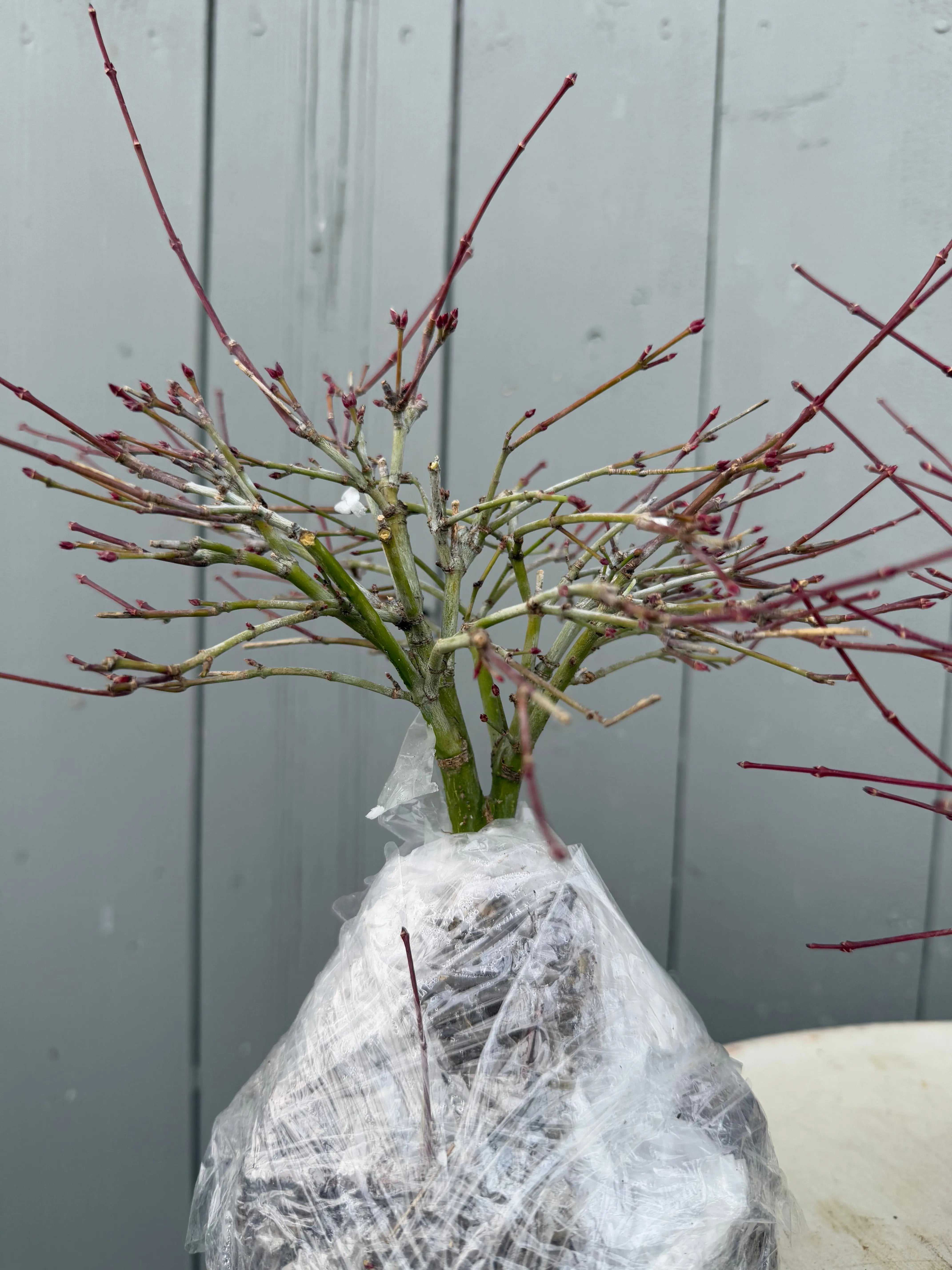 Acer palmatum 'Kiyohime' Canada Bonsai