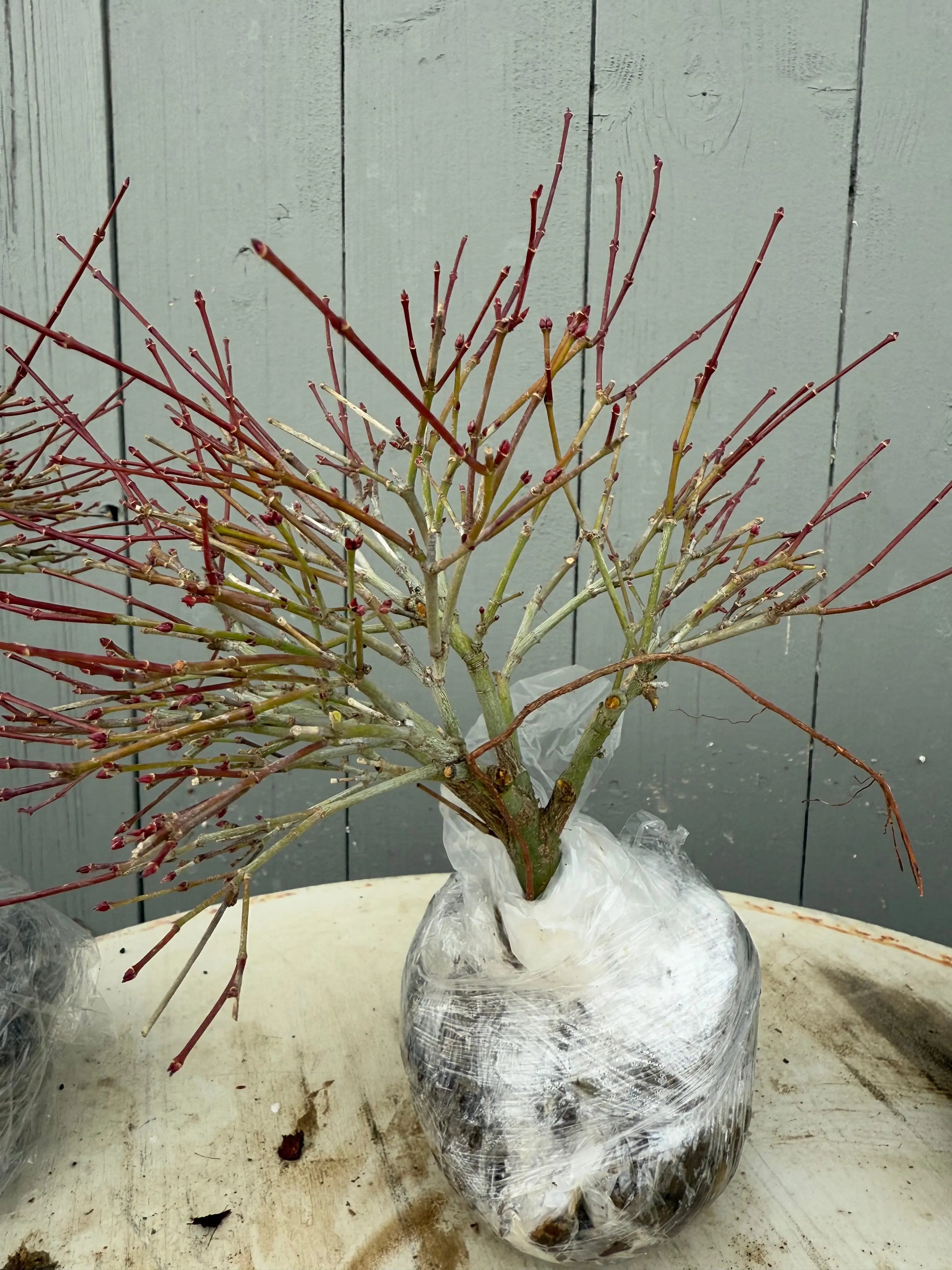 Acer palmatum 'Kiyohime' Canada Bonsai