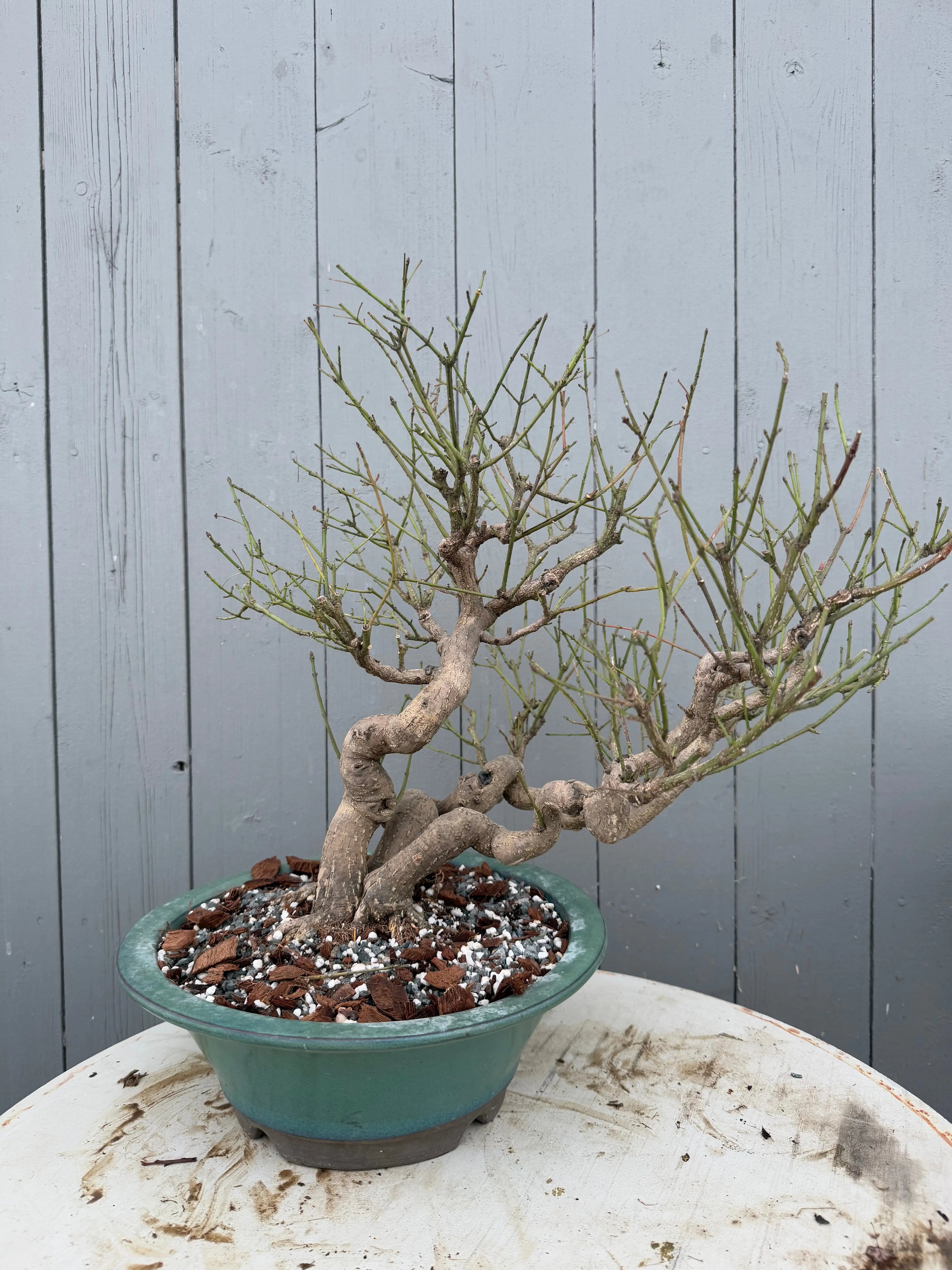 Euonymus Canada Bonsai