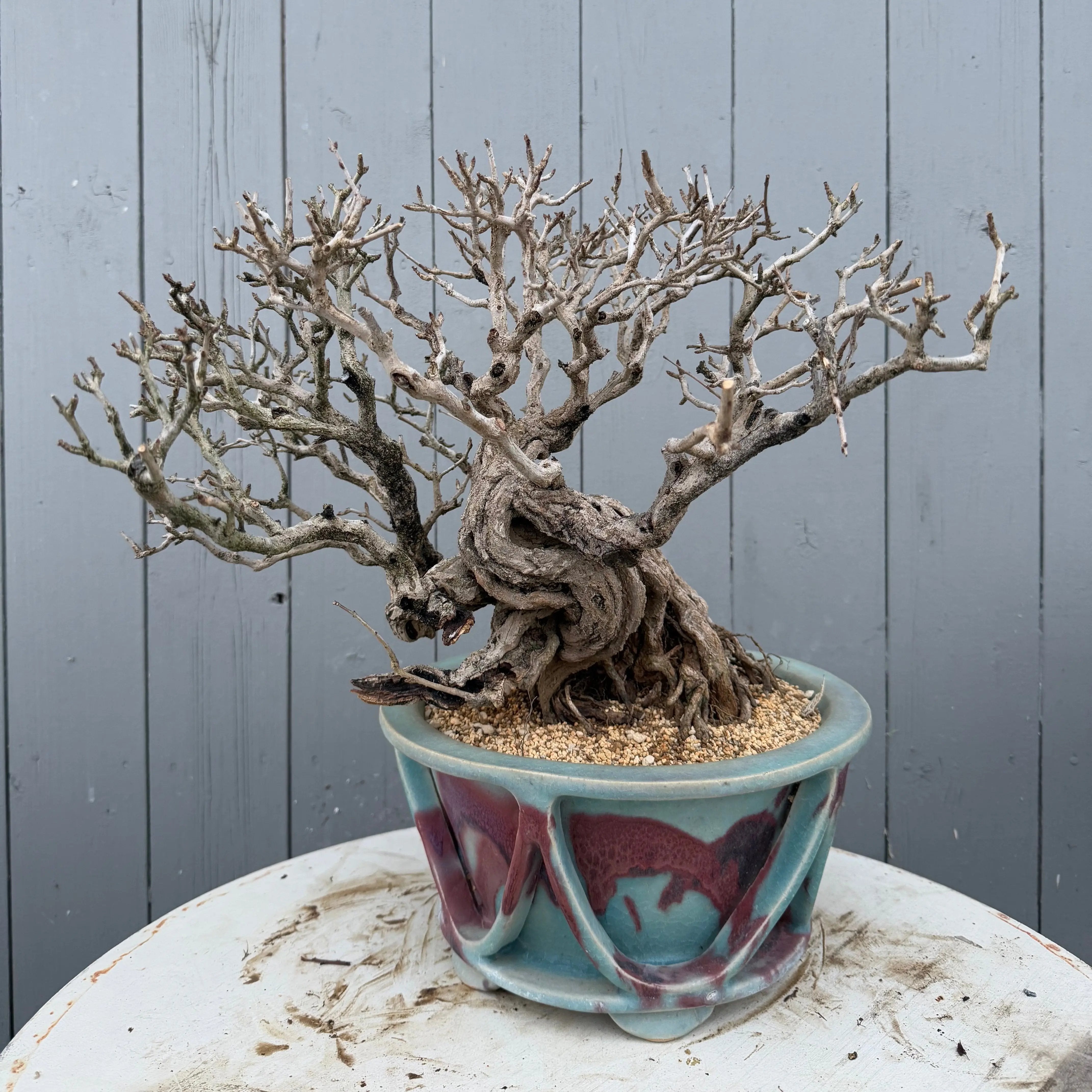 Punica granatum 25th Anniversary Gafu-ten Canada Bonsai