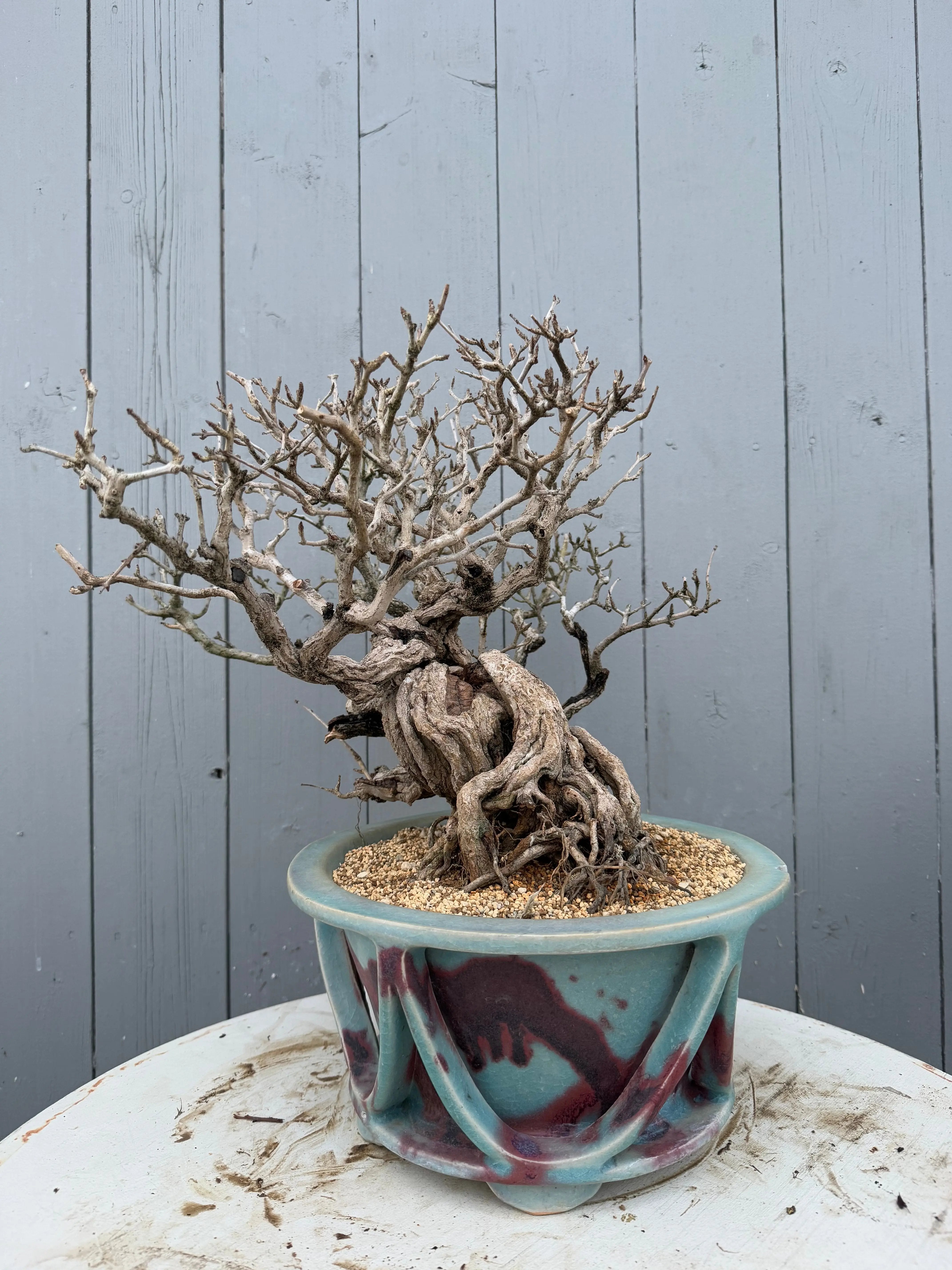 Punica granatum 25th Anniversary Gafu-ten Canada Bonsai
