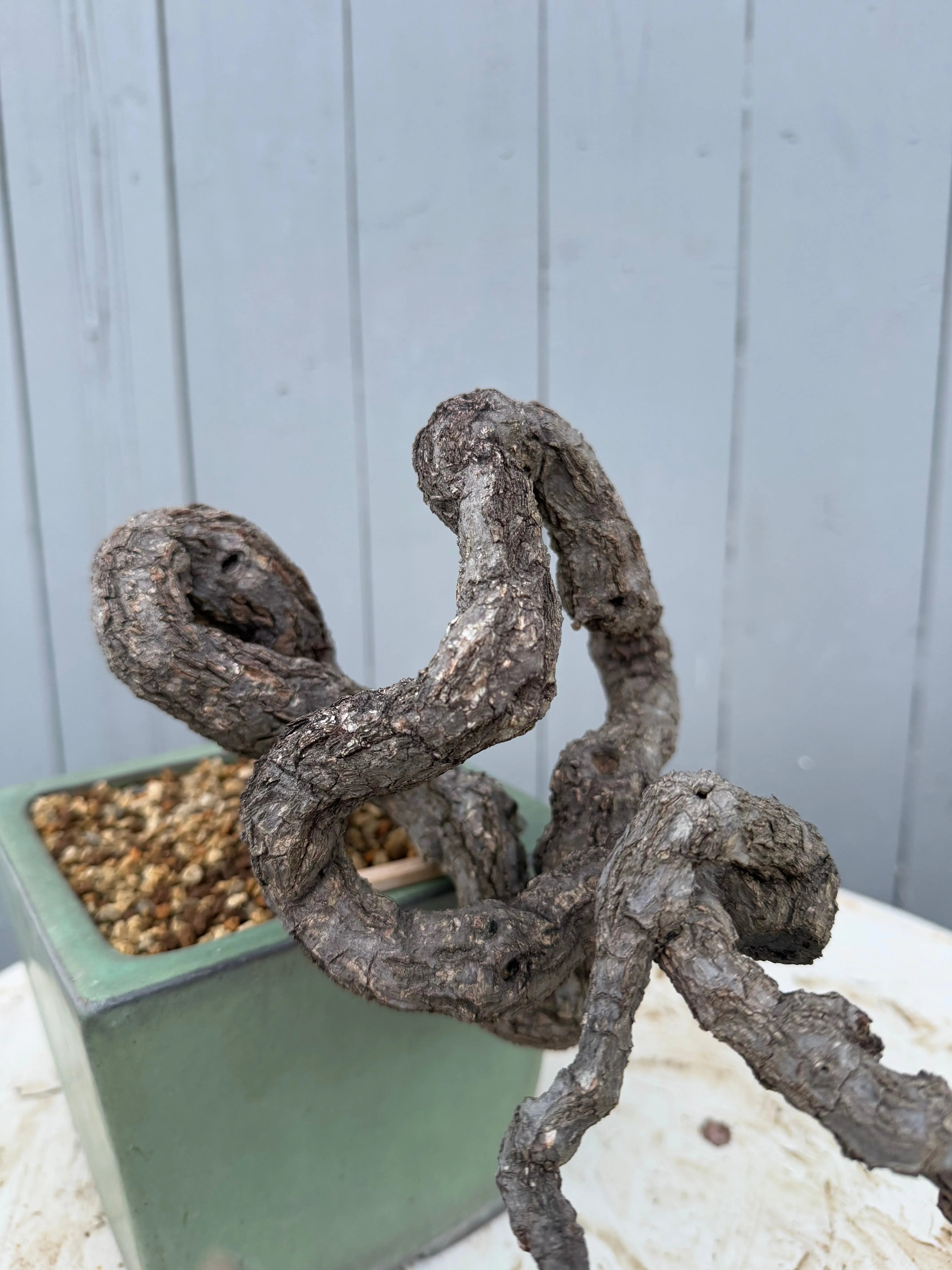 Parthenocissus quinquefolia (Antique pot) Canada Bonsai