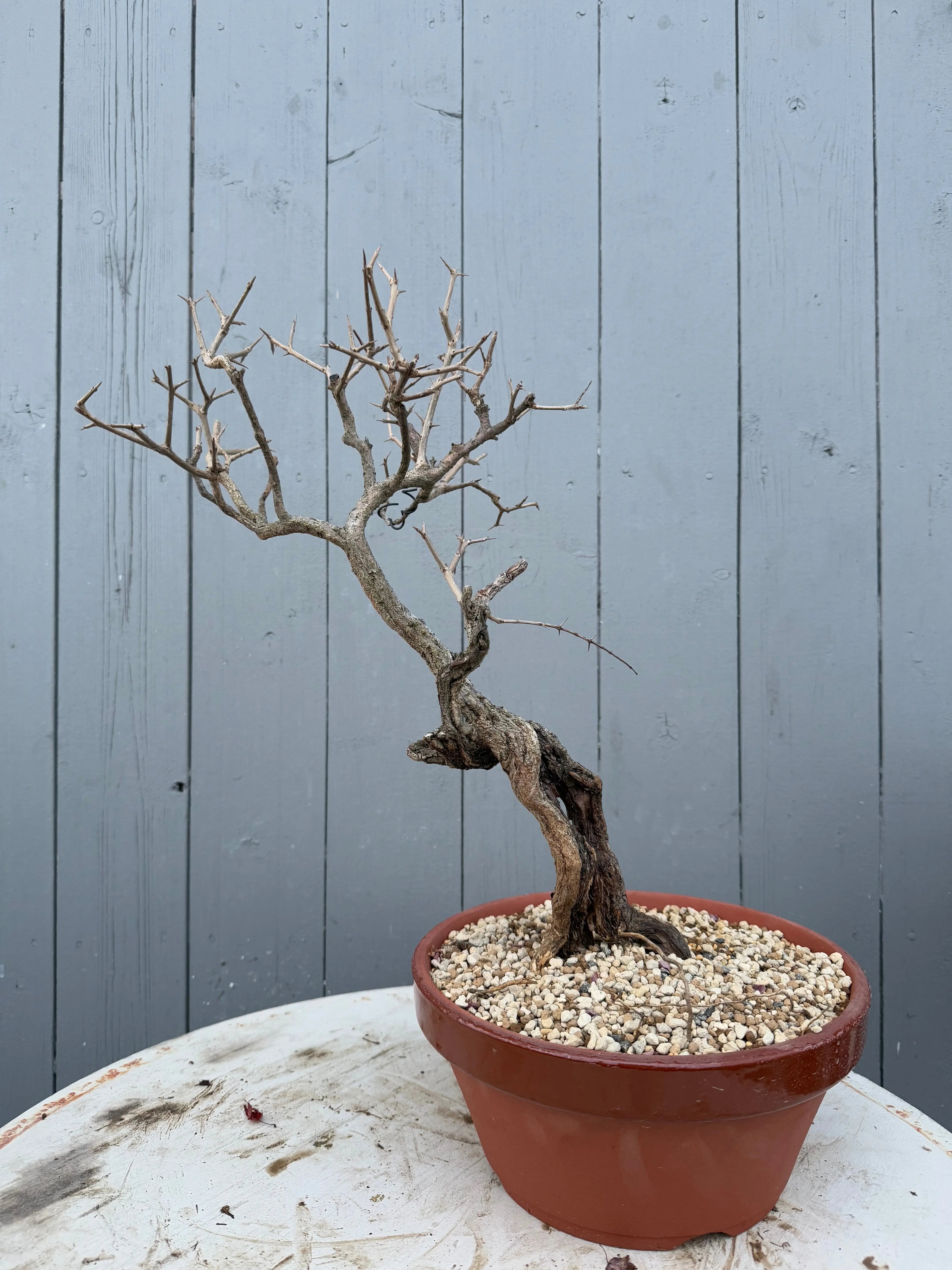 Punica granatum Canada Bonsai