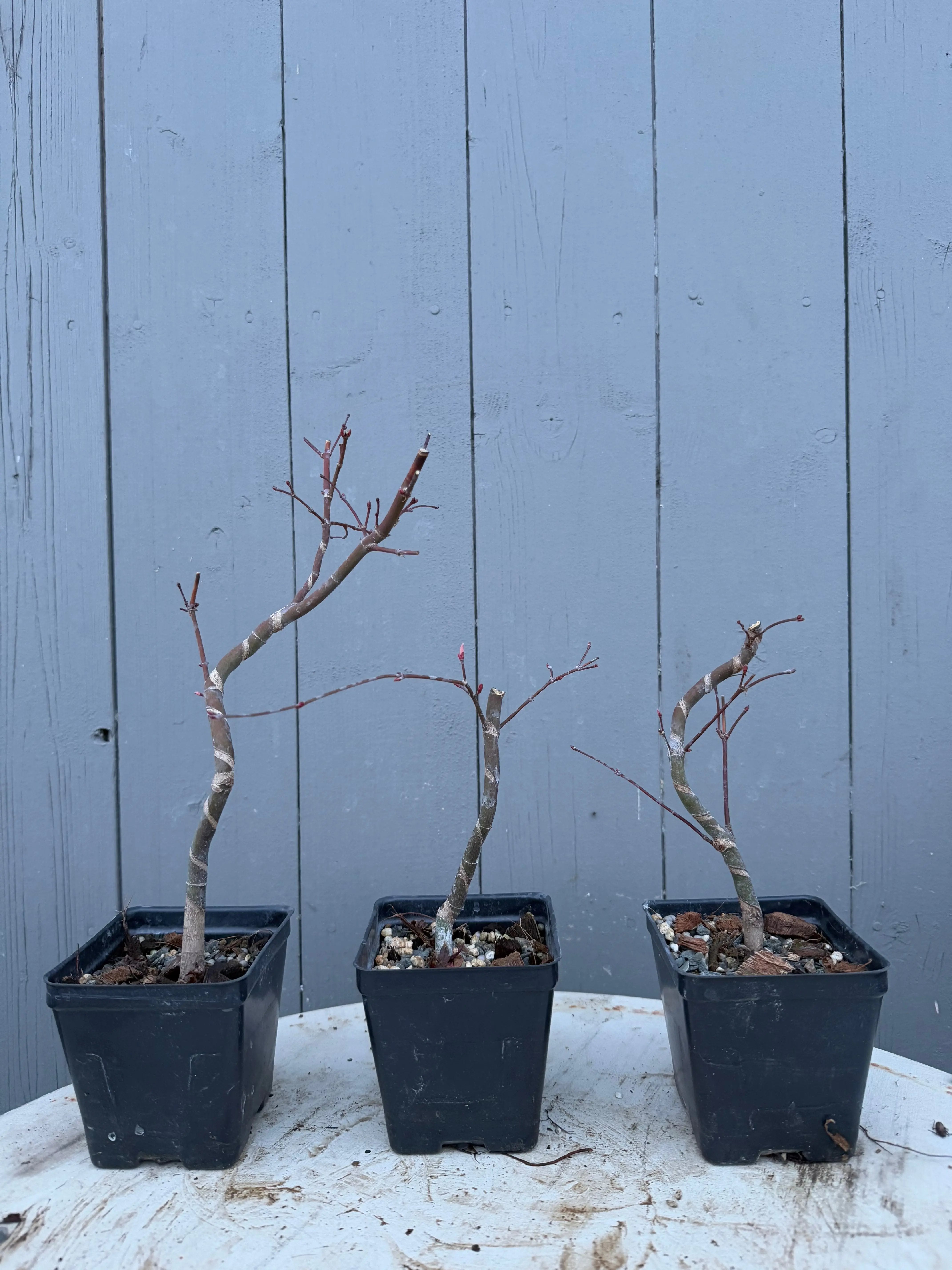 Acer palmatum 'Deshojo' (Wired) Canada Bonsai