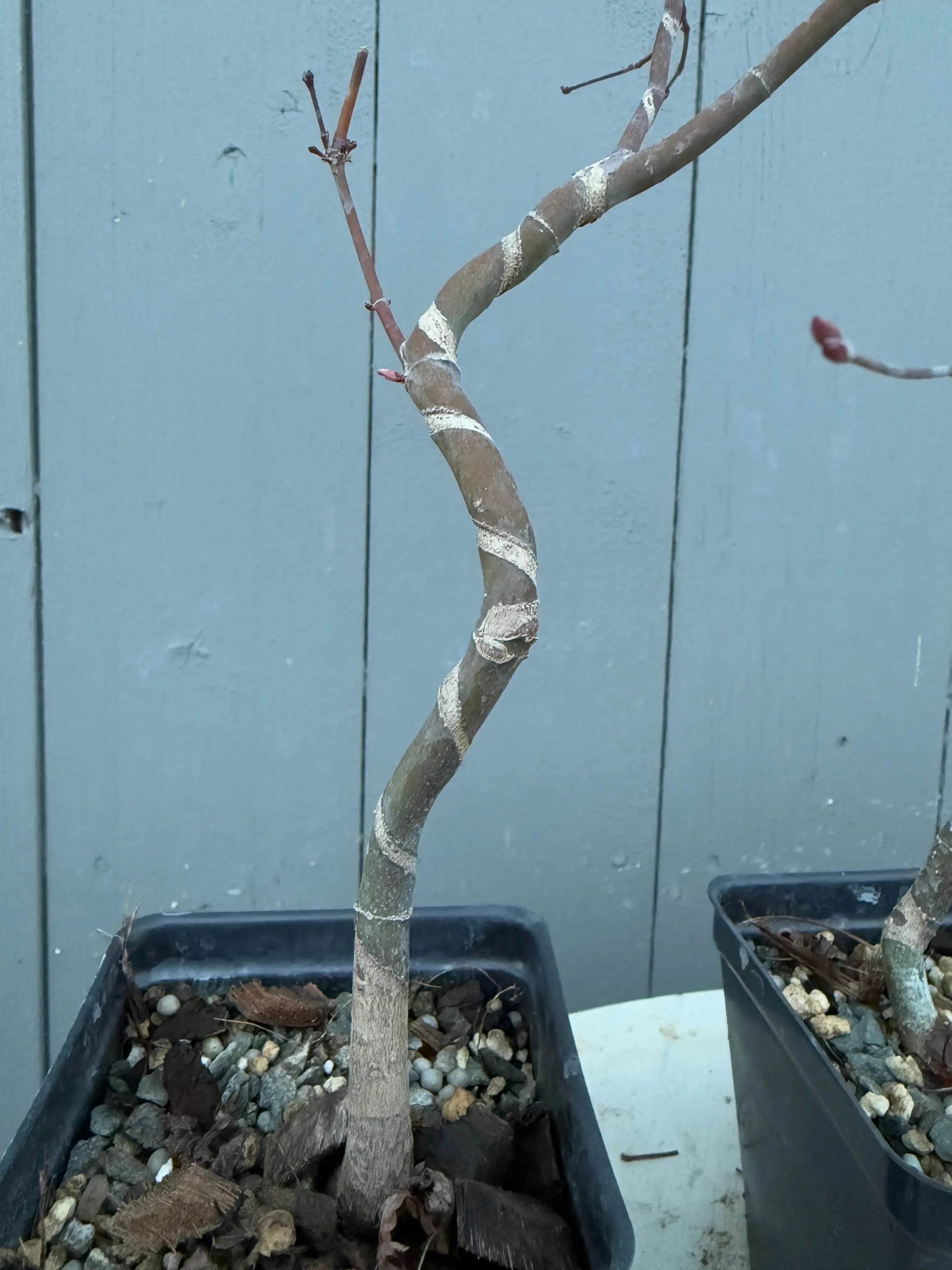 Acer palmatum 'Deshojo' (Wired) Canada Bonsai