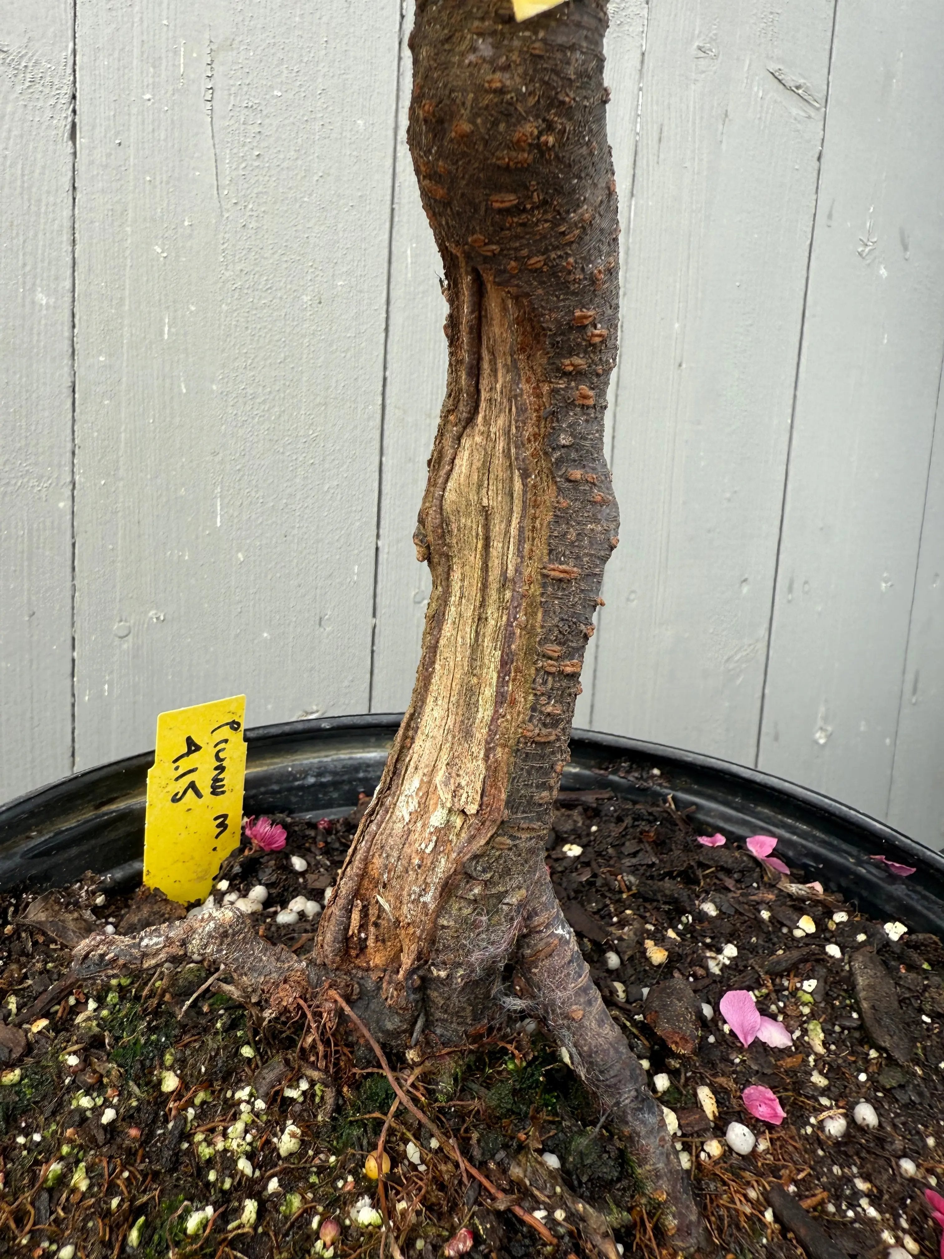Prunus mume 'Hóngxū zhūshā' Canada Bonsai