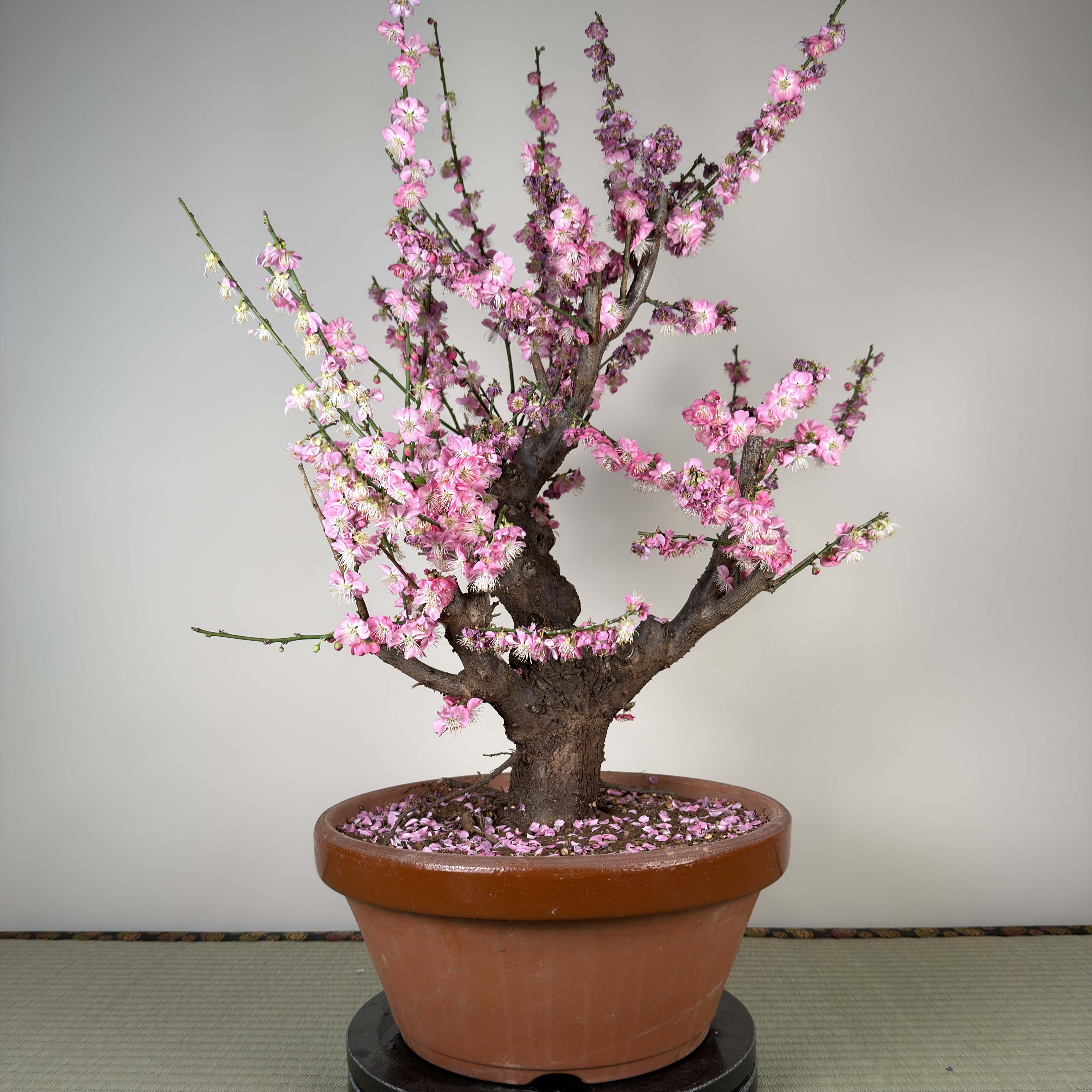 Glycine floribunda