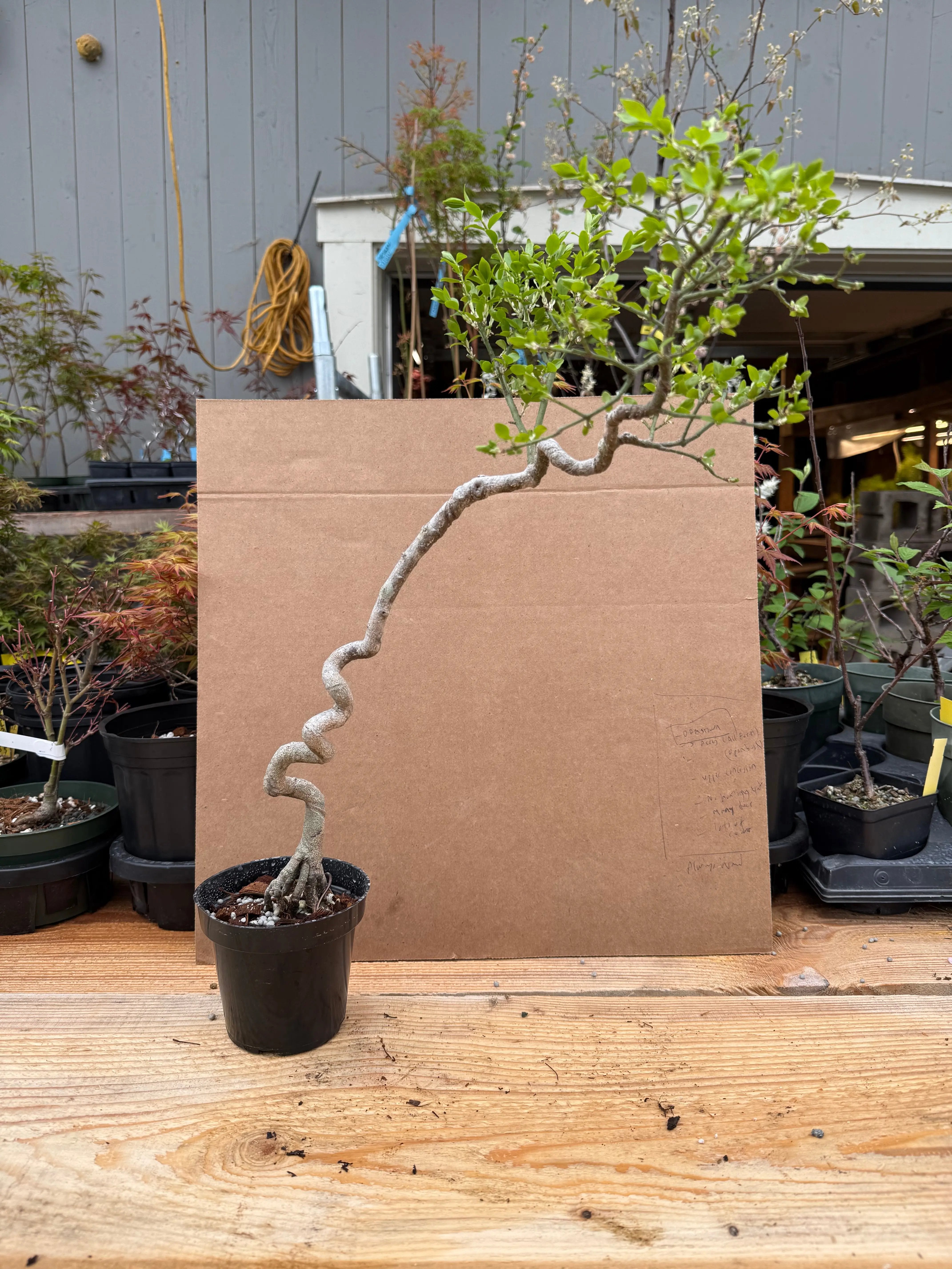Euonymus Canada Bonsai