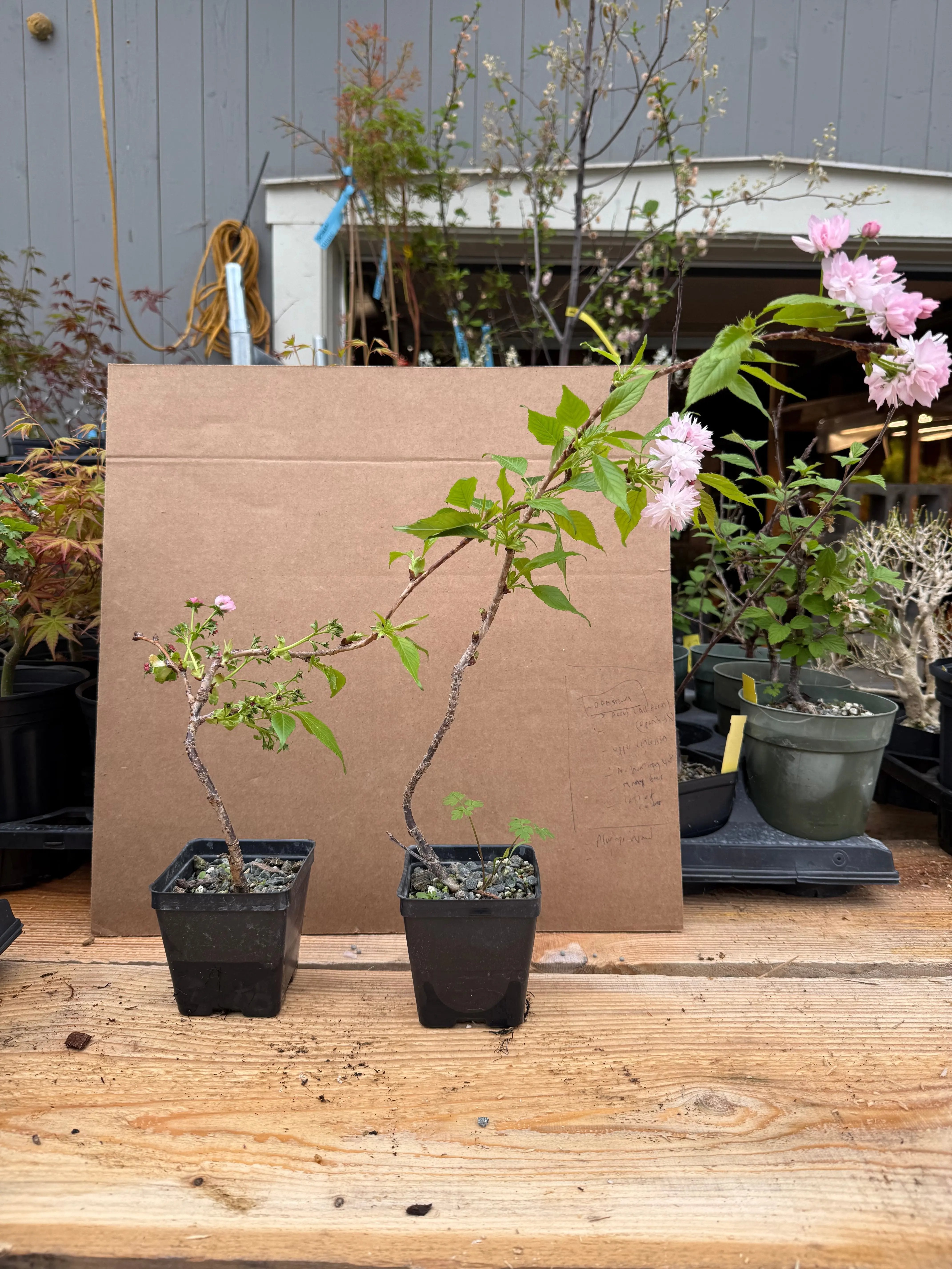 Prunus serrulata 'Kiku Shidare' Canada Bonsai