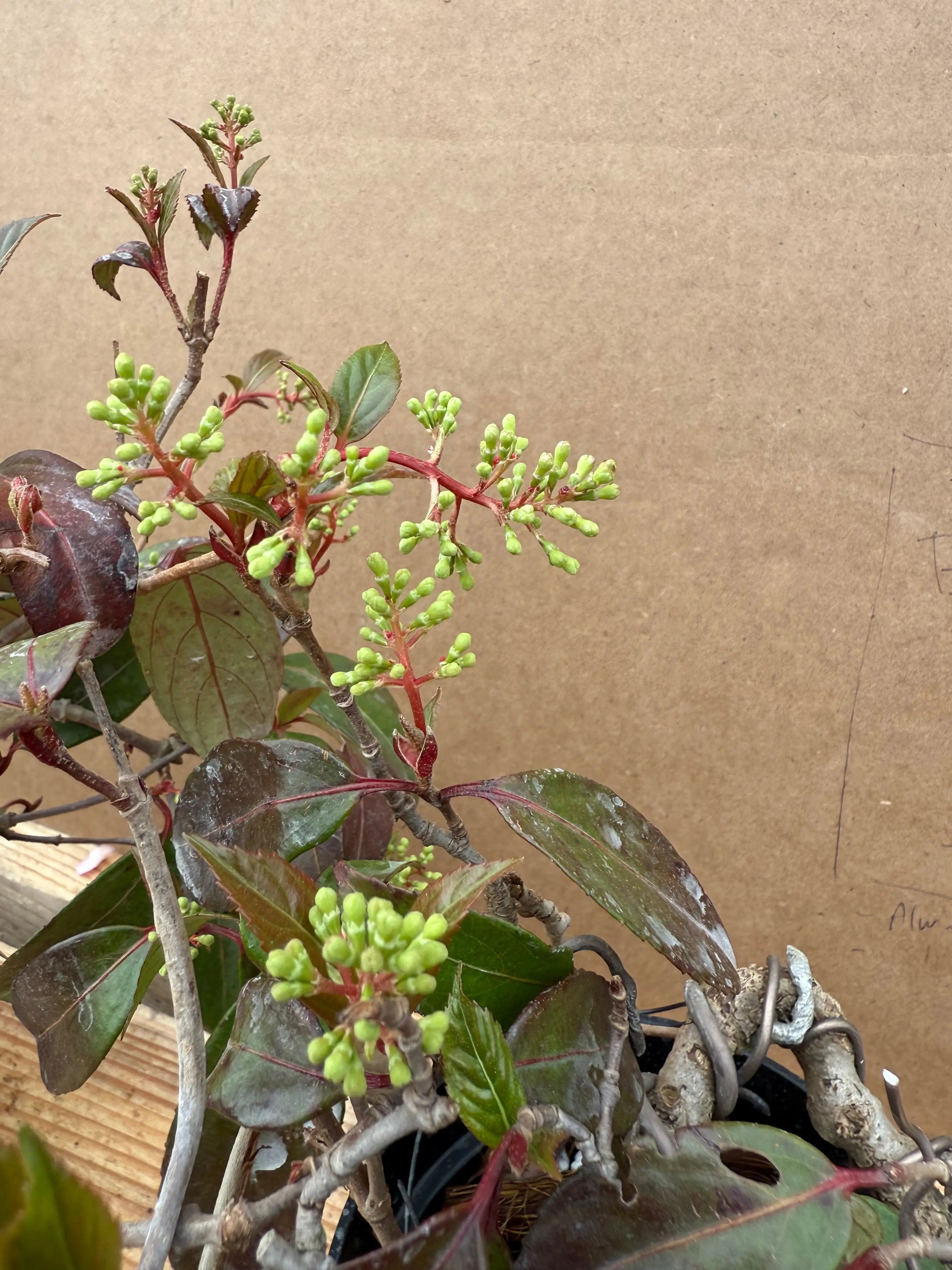 Kadsura japonica Canada Bonsai