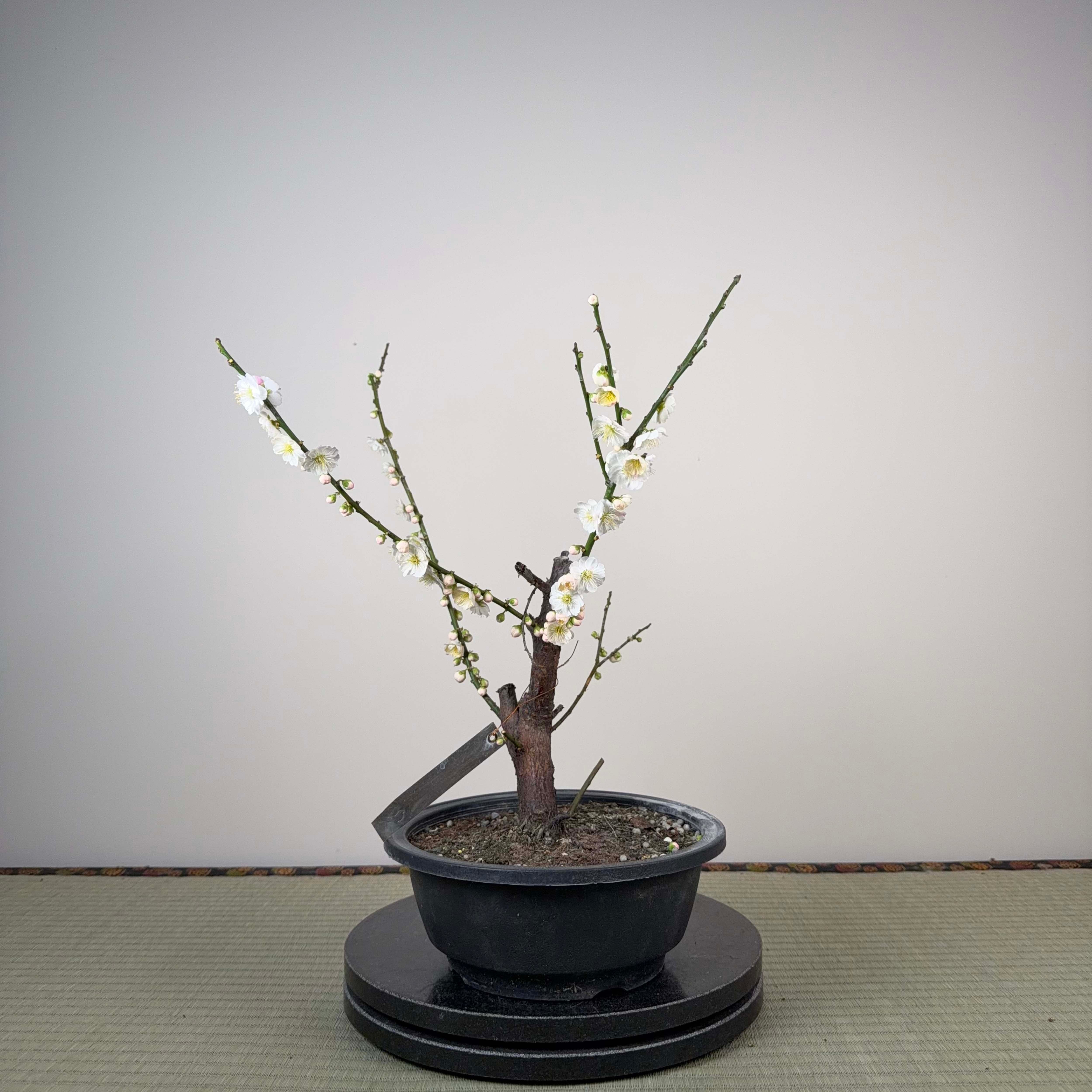 Glycine floribunda