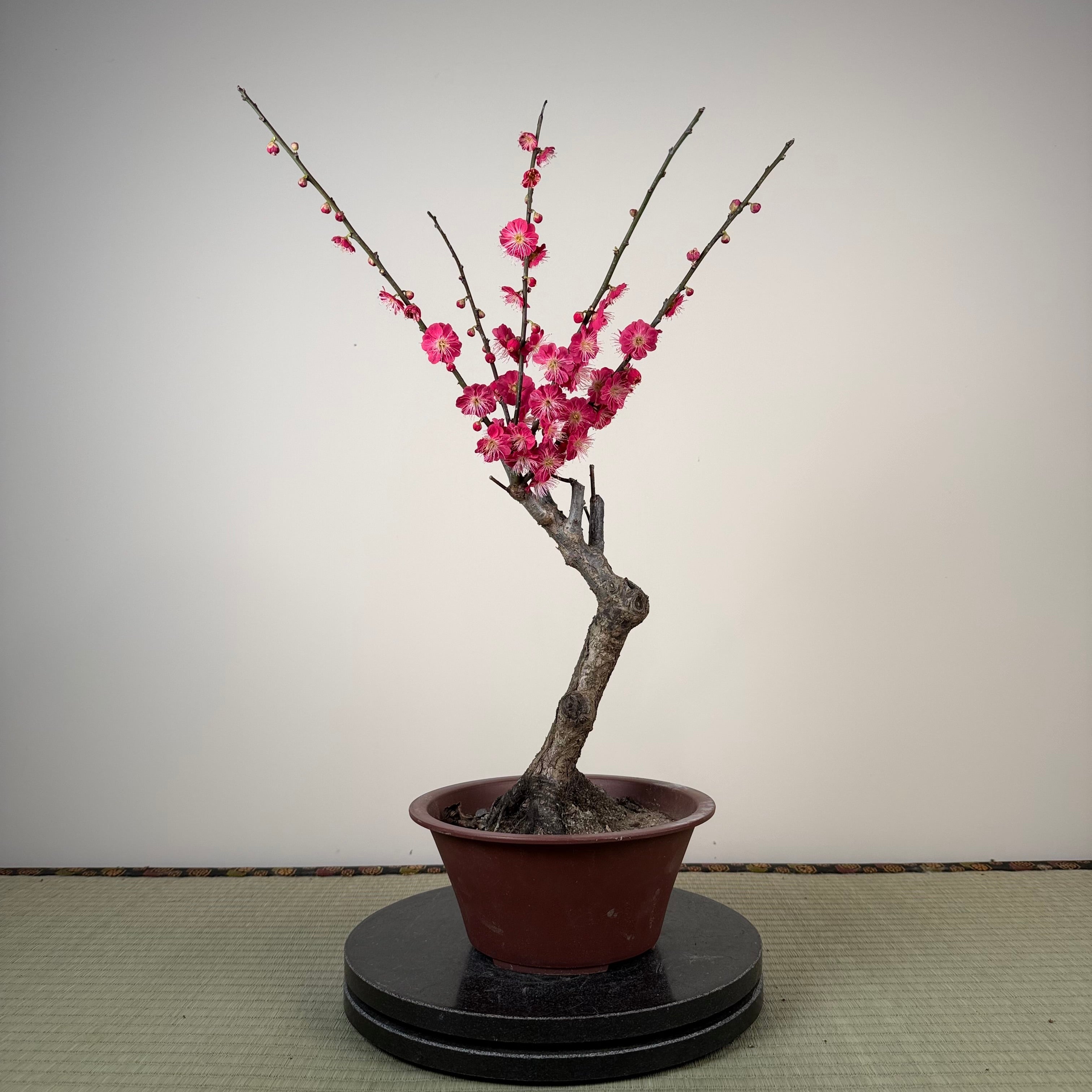 Prunus mume 'Ubatama'