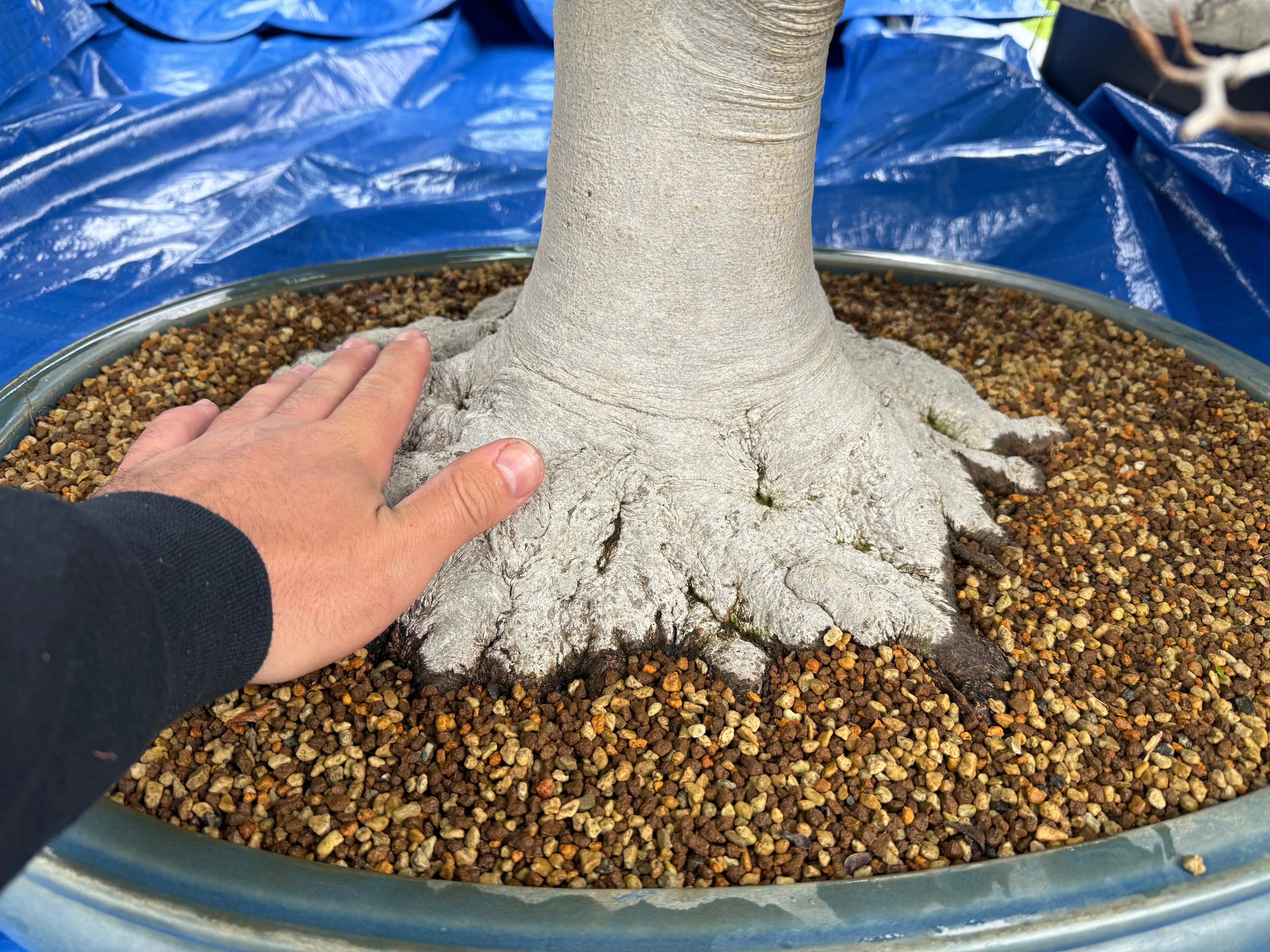 Fagus crenata Canada Bonsai