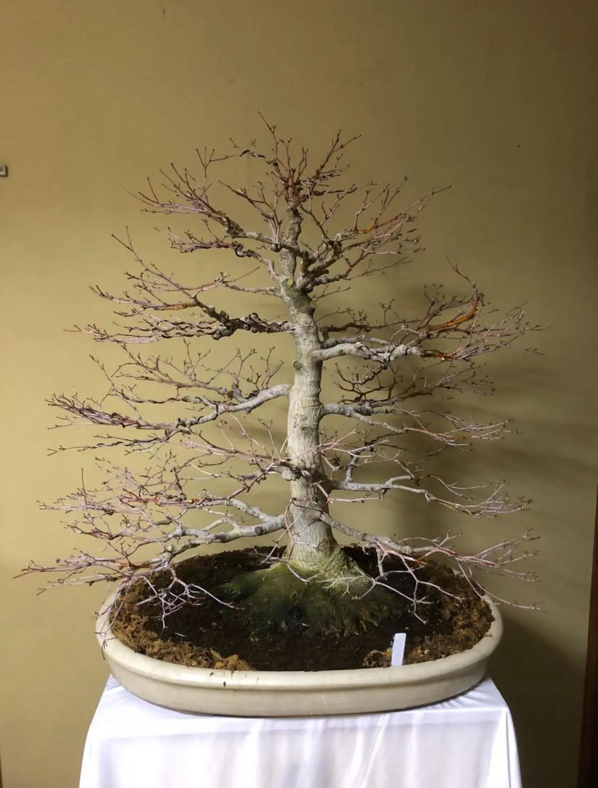 Acer palmatum Canada Bonsai