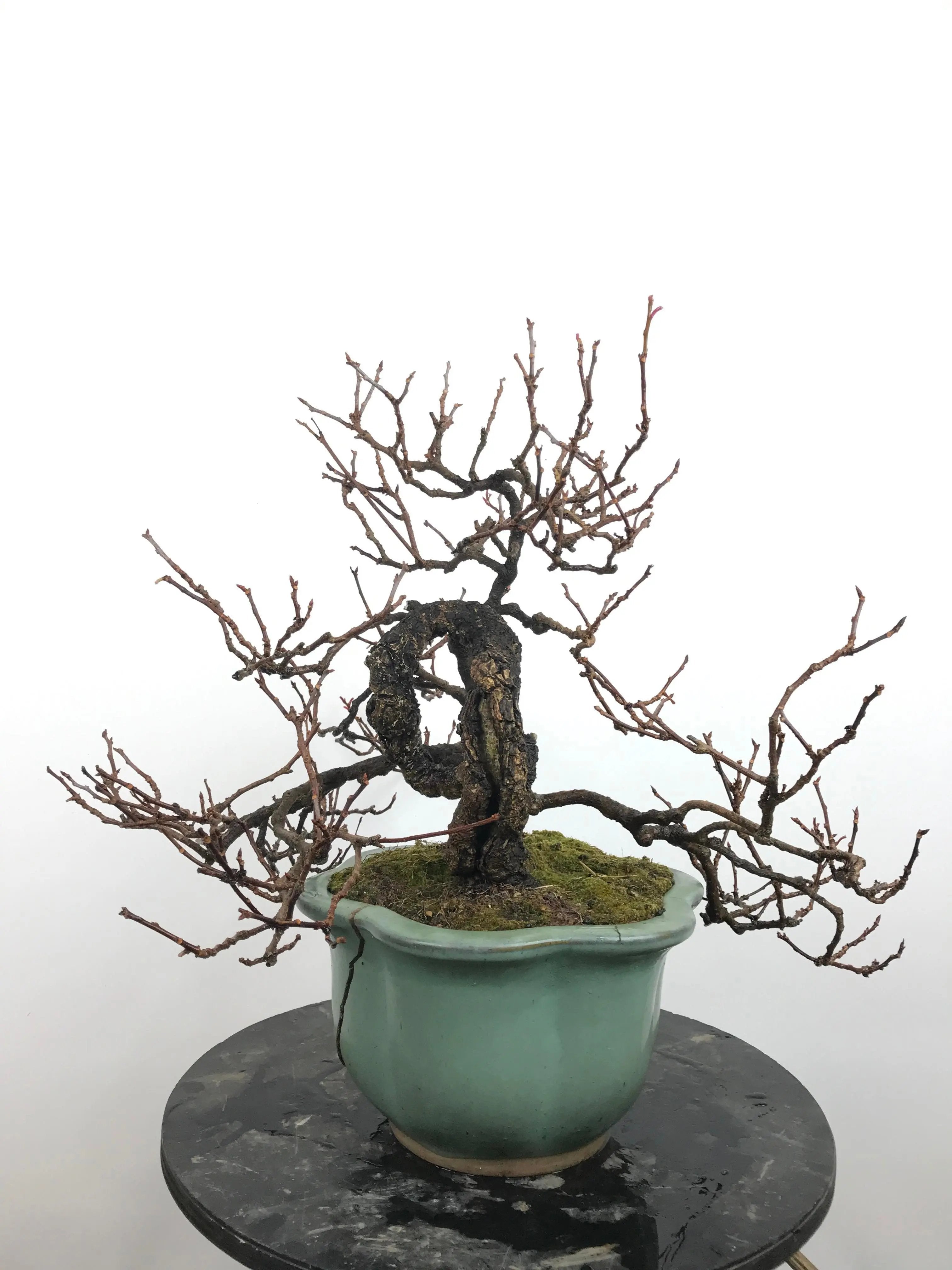 Kadsura #3 Canada Bonsai