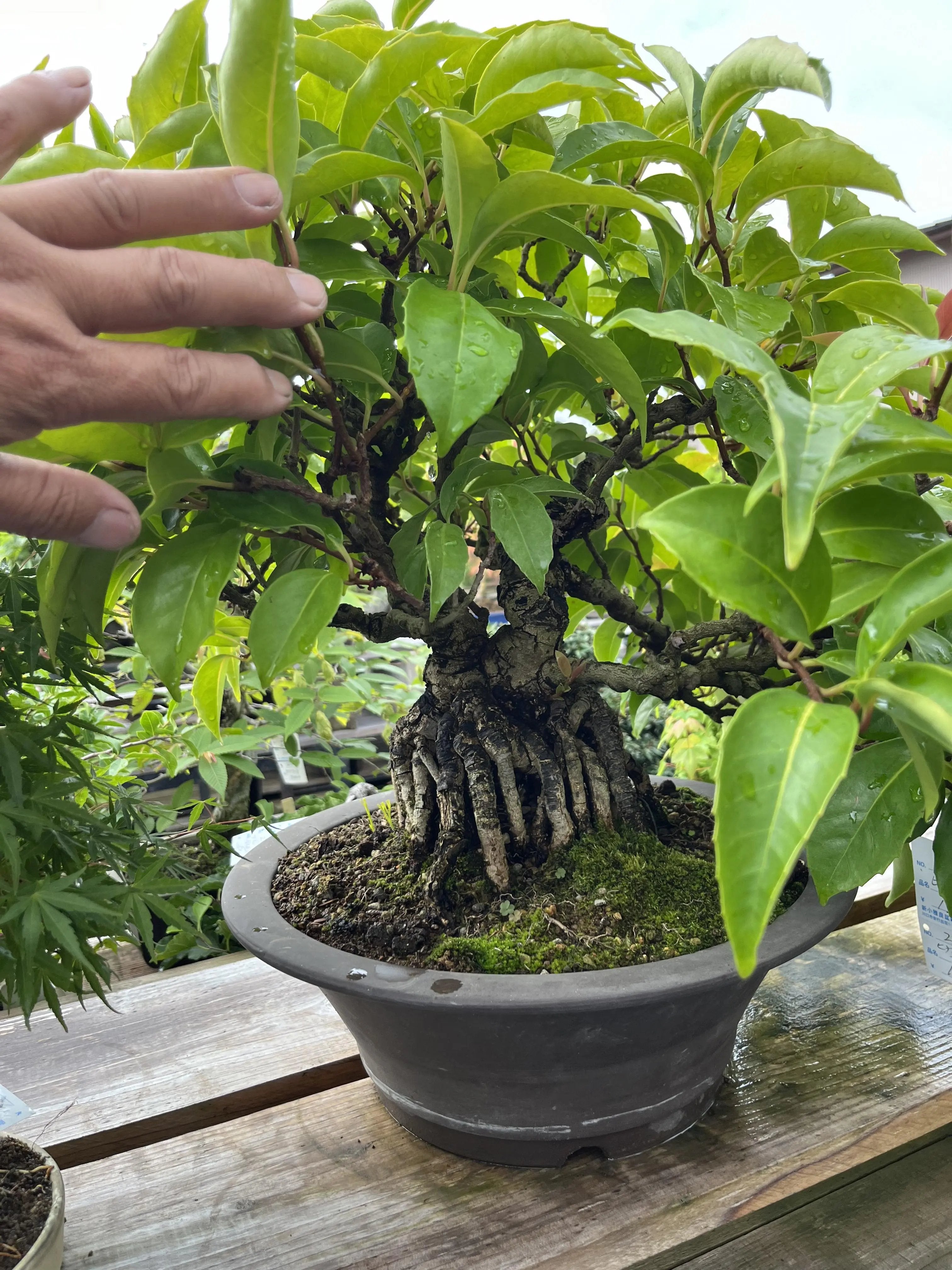 Kadsura japonica Canada Bonsai